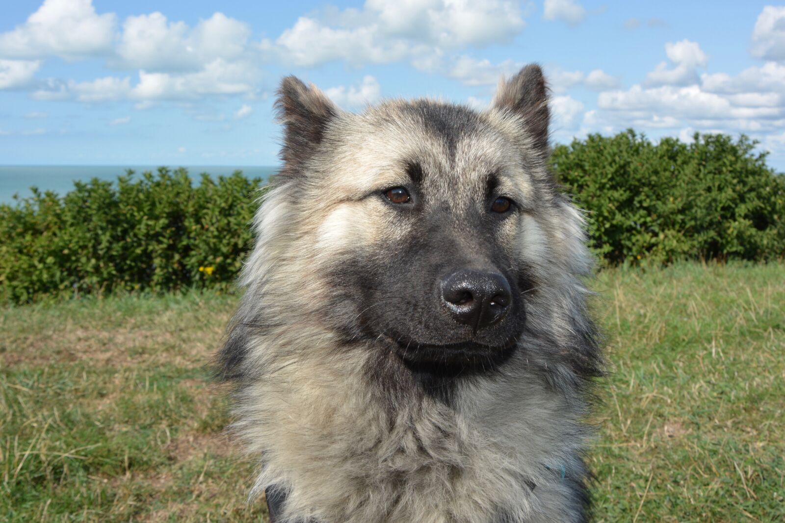 Nikon D5200 sample photo. Dog, bitch, dog eurasier photography