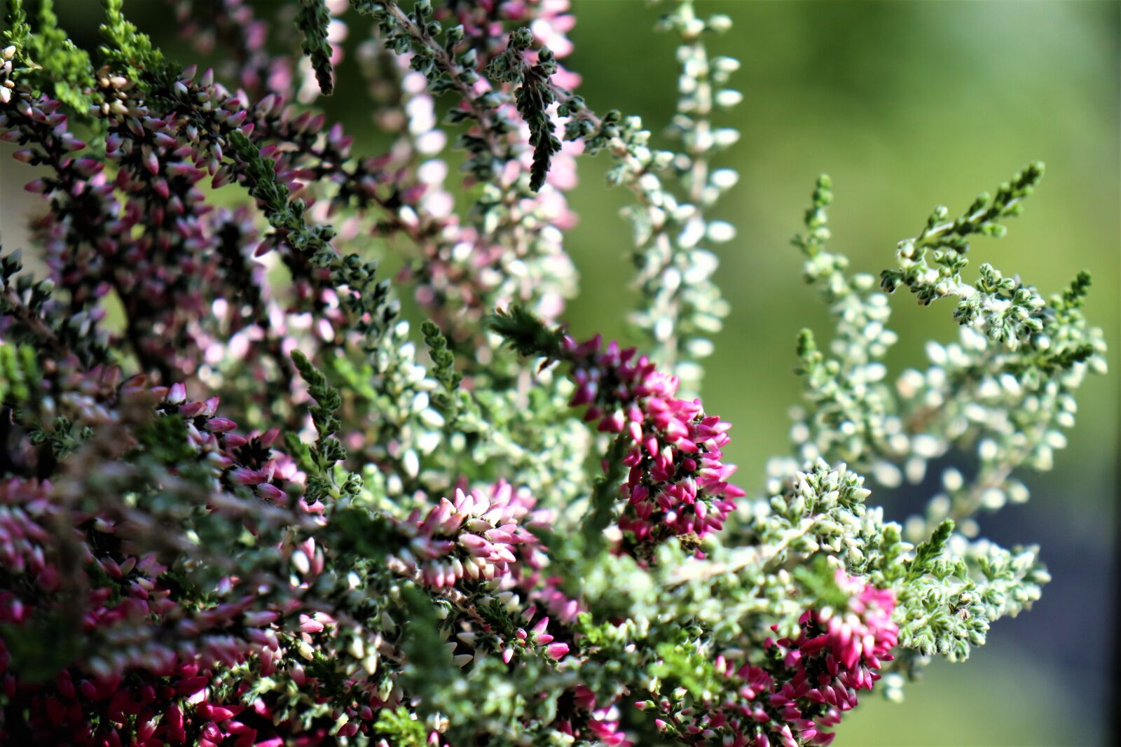 Canon EOS M6 sample photo. Heather, plant, in the photography