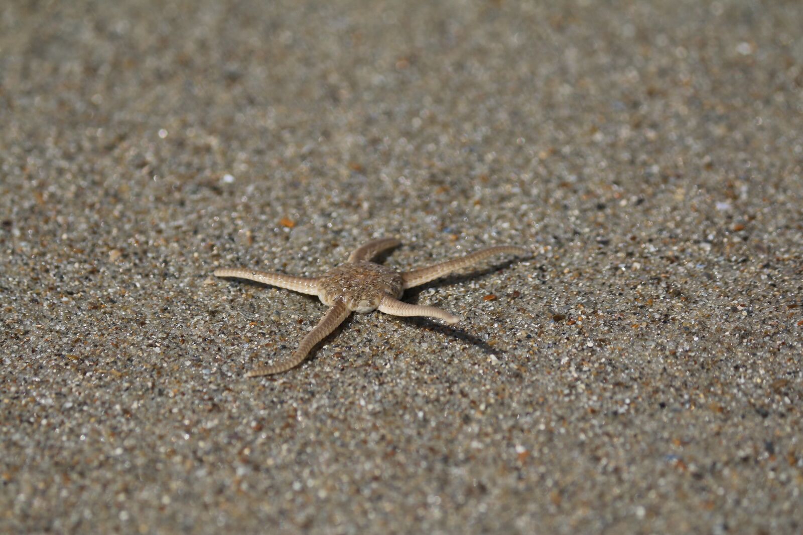 Canon EOS 70D sample photo. Sea star, sand, nature photography