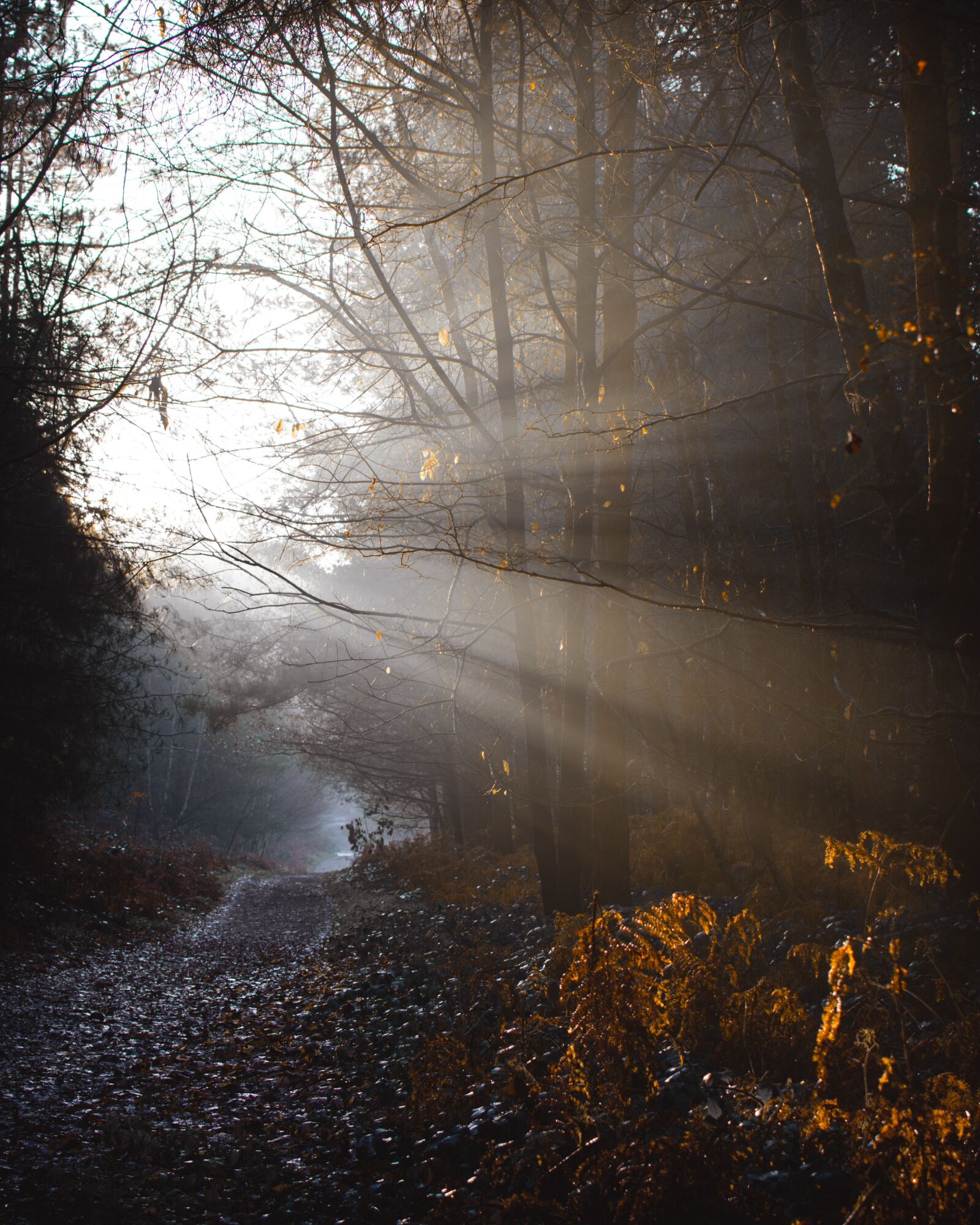 Nikon D7200 sample photo. Autumn, god rays, sunshine photography