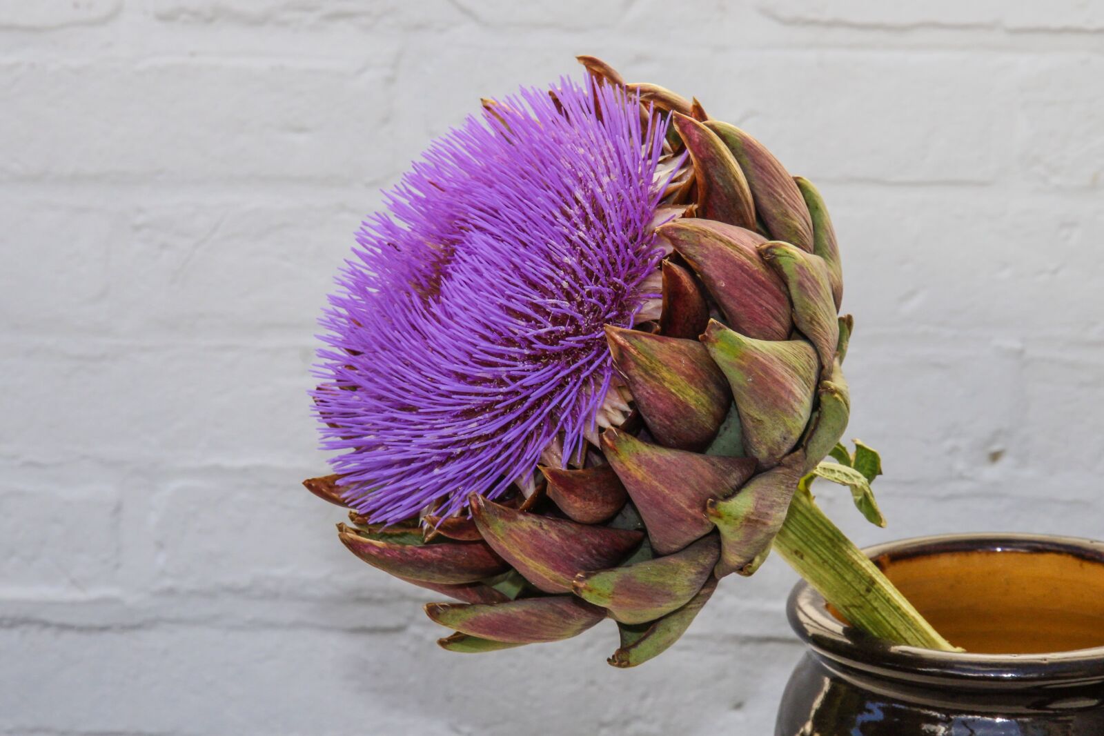 Canon EOS 7D sample photo. Artichoke, blossom, bloom photography