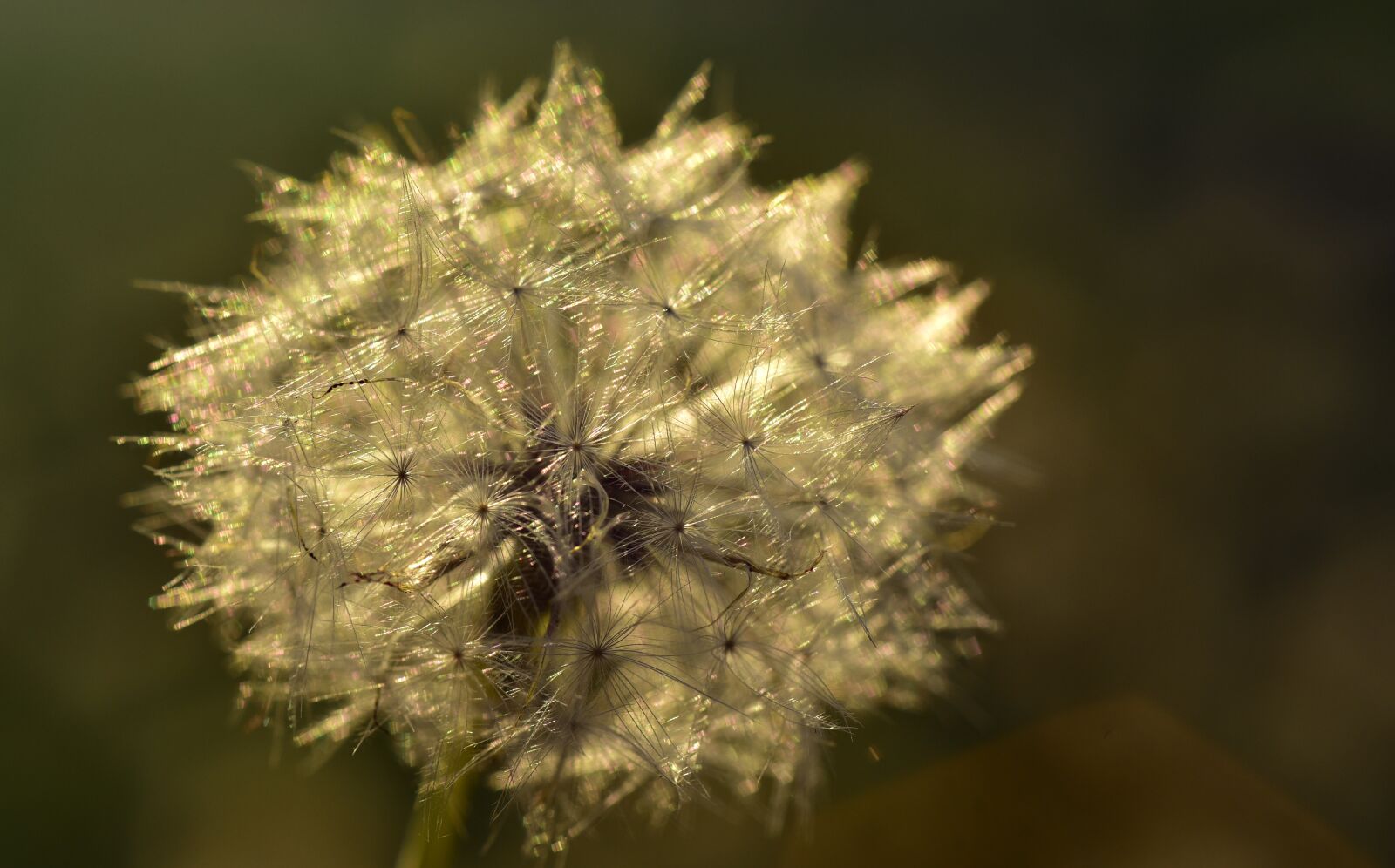 Nikon D750 sample photo. Dandelion, seeds, nature photography