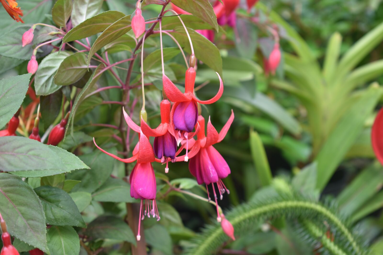 Nikon D3400 sample photo. Purple flower, garden, nature photography