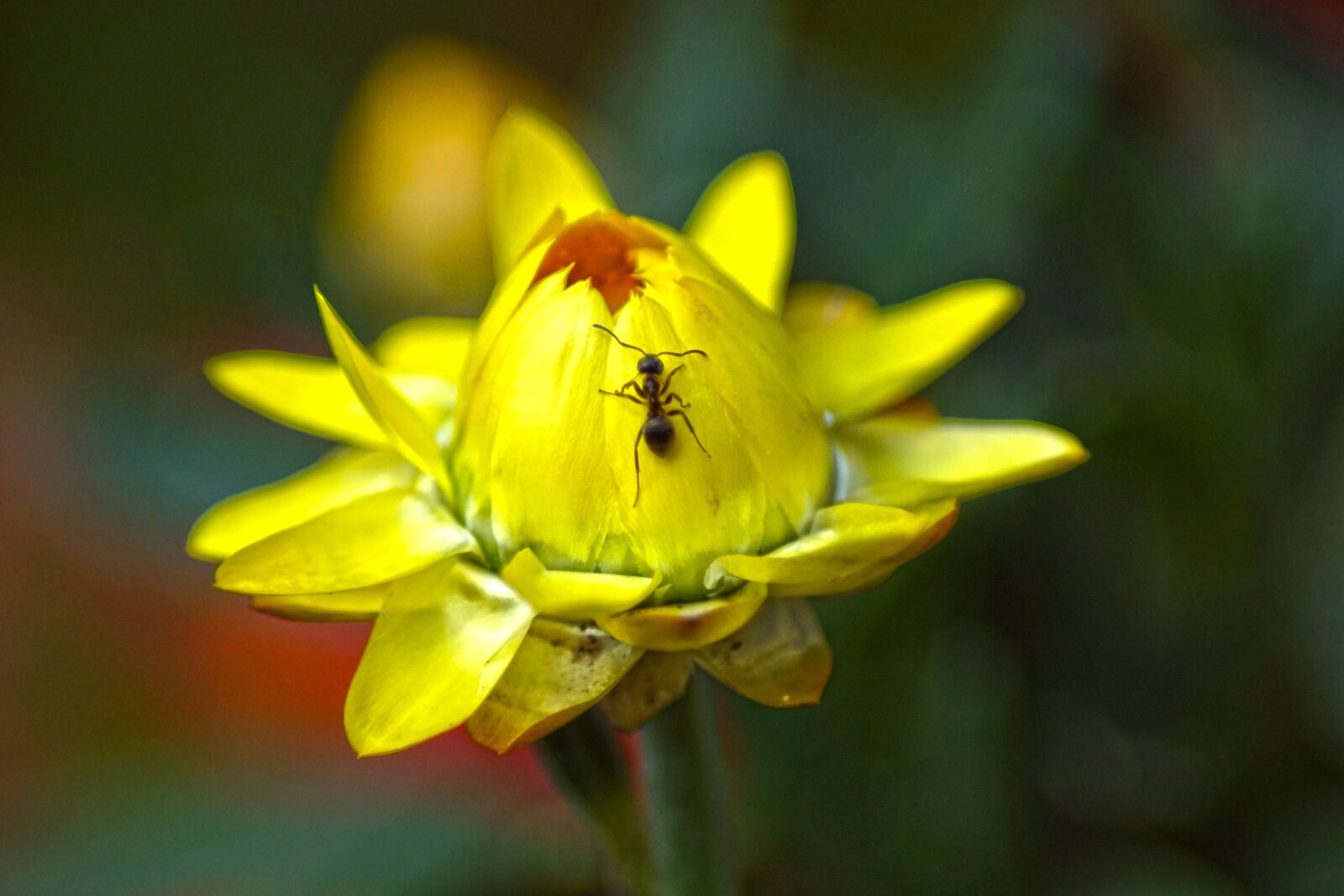Sony SLT-A68 sample photo. Ant, flower, ice plant photography
