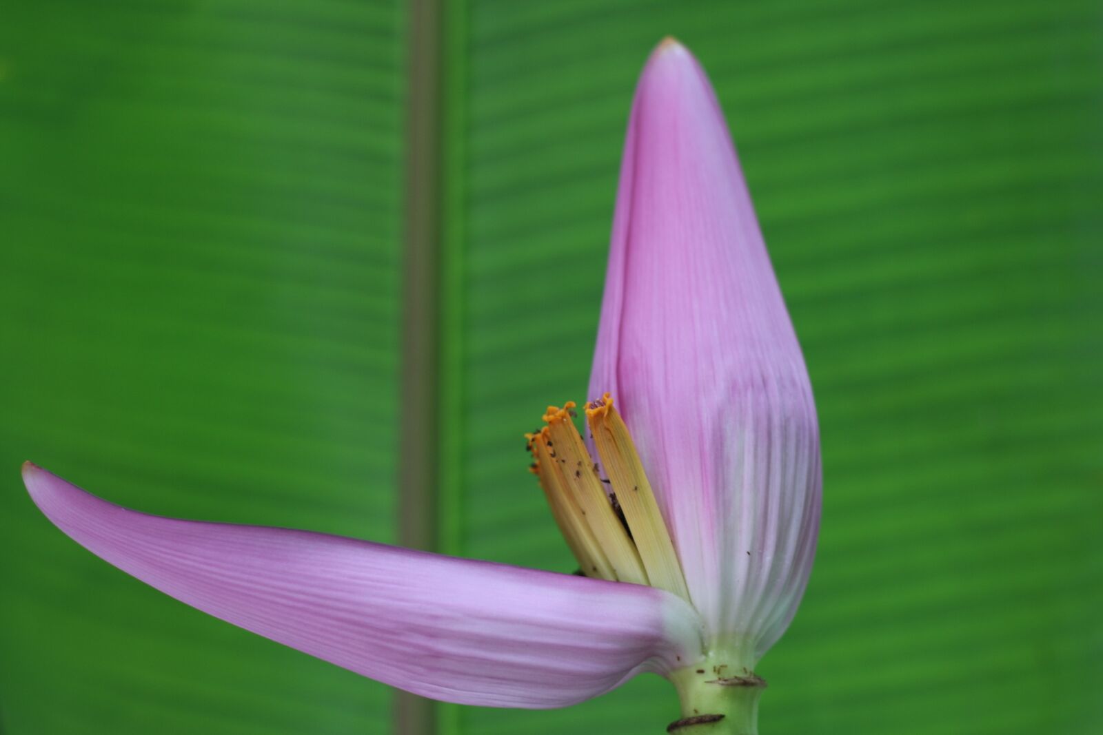 Canon EOS 70D + Canon EF 50mm F1.8 STM sample photo. Banana flower, flower of photography