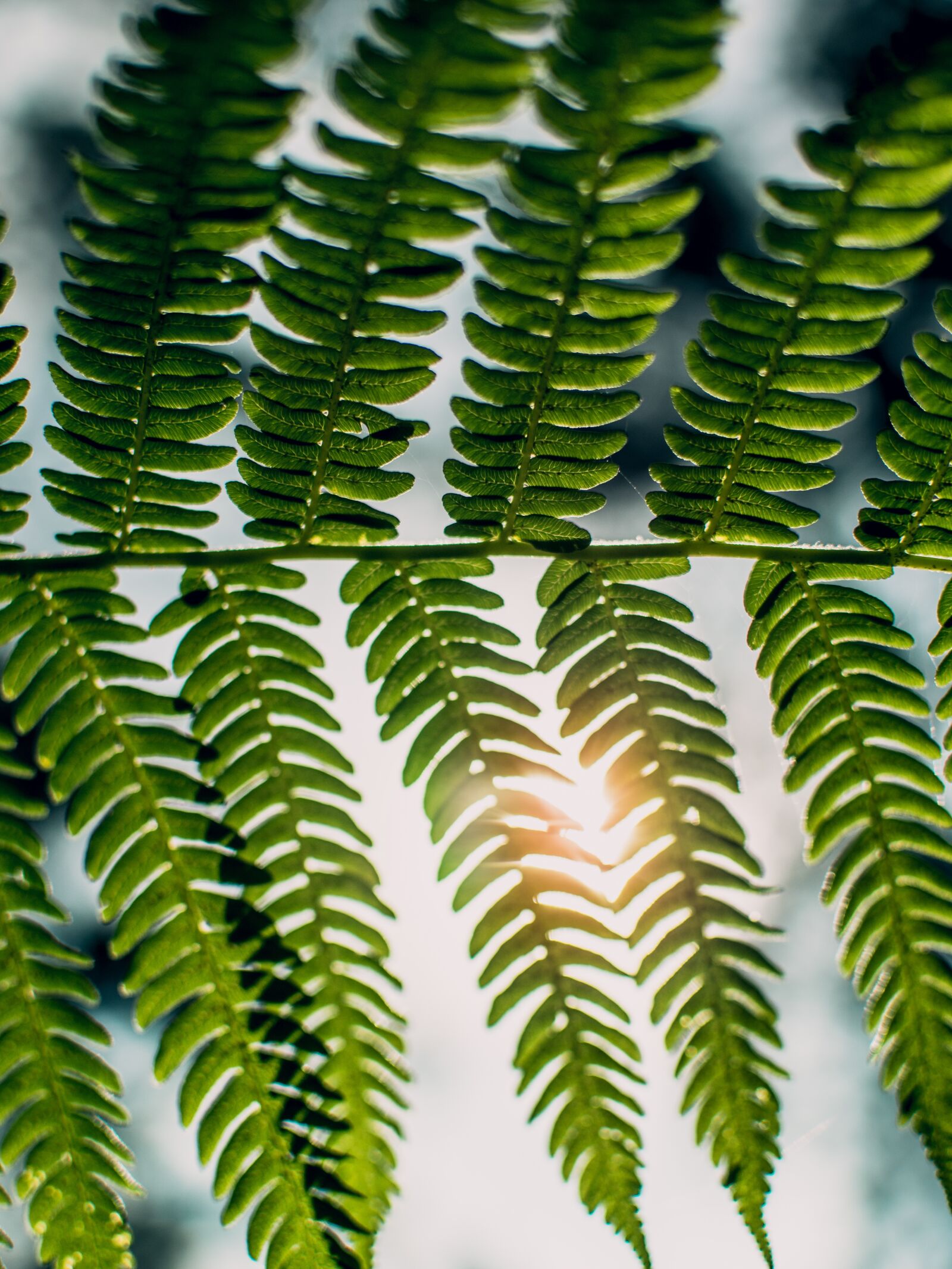 Nikon D7200 sample photo. Green, leaf, flare photography