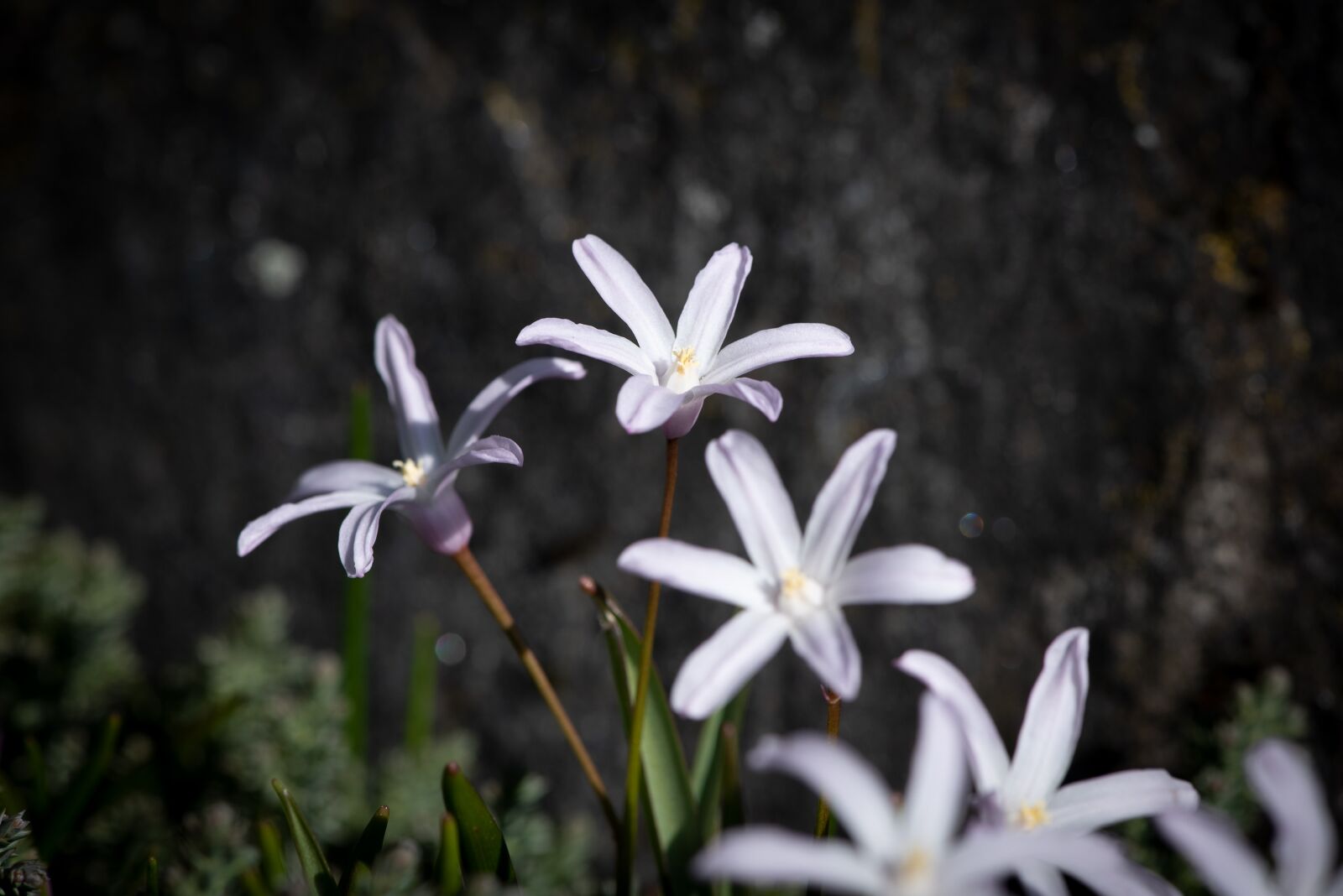 Nikon D750 sample photo. Flowers, white, small flowers photography