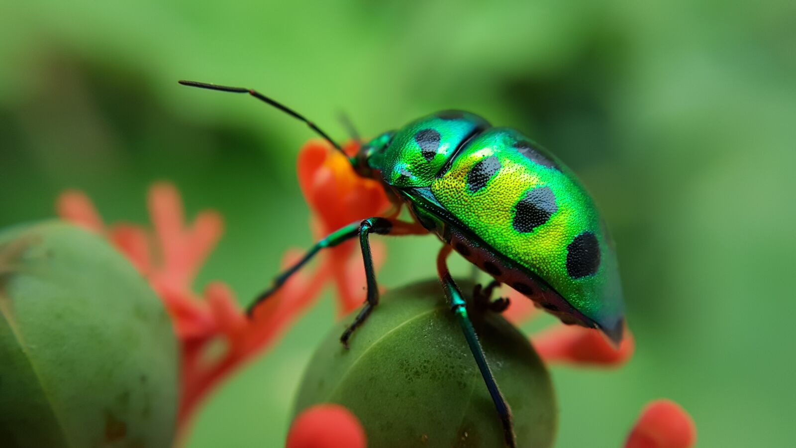 Samsung Galaxy S7 Edge sample photo. Green, spits, beetle photography