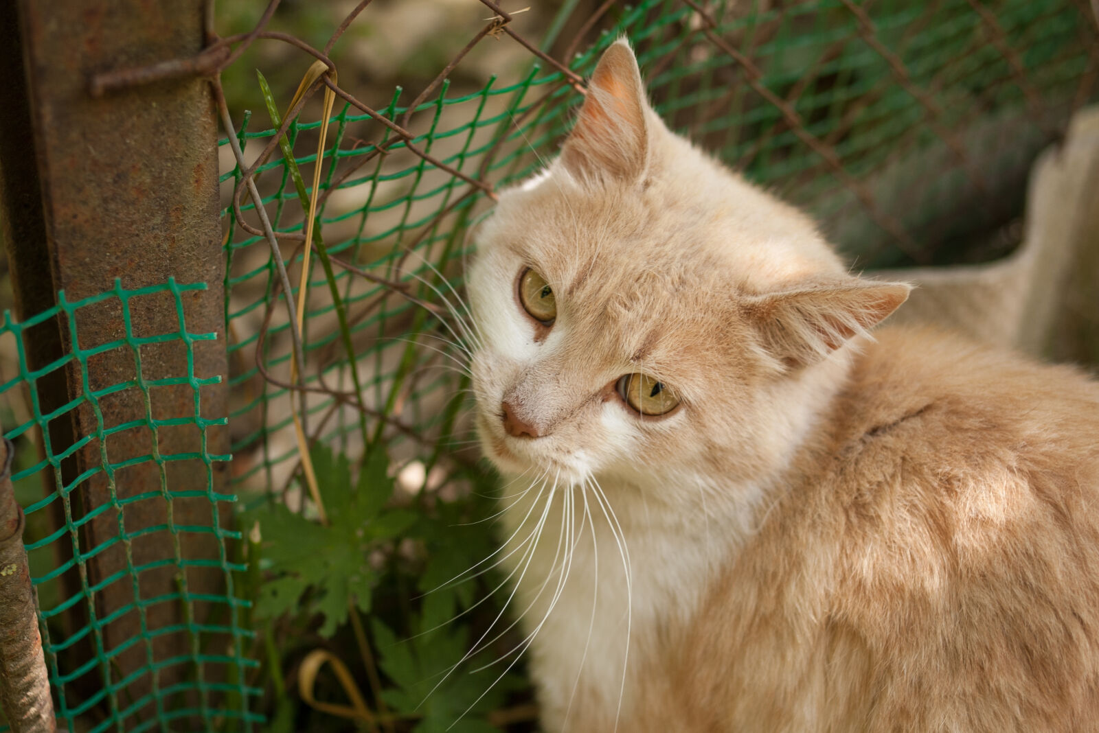 Pentax *ist DS sample photo