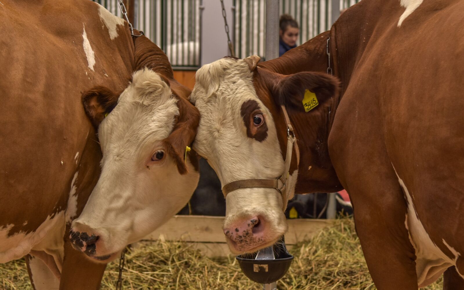 Nikon D5500 sample photo. Cow, girlfriend, animals photography