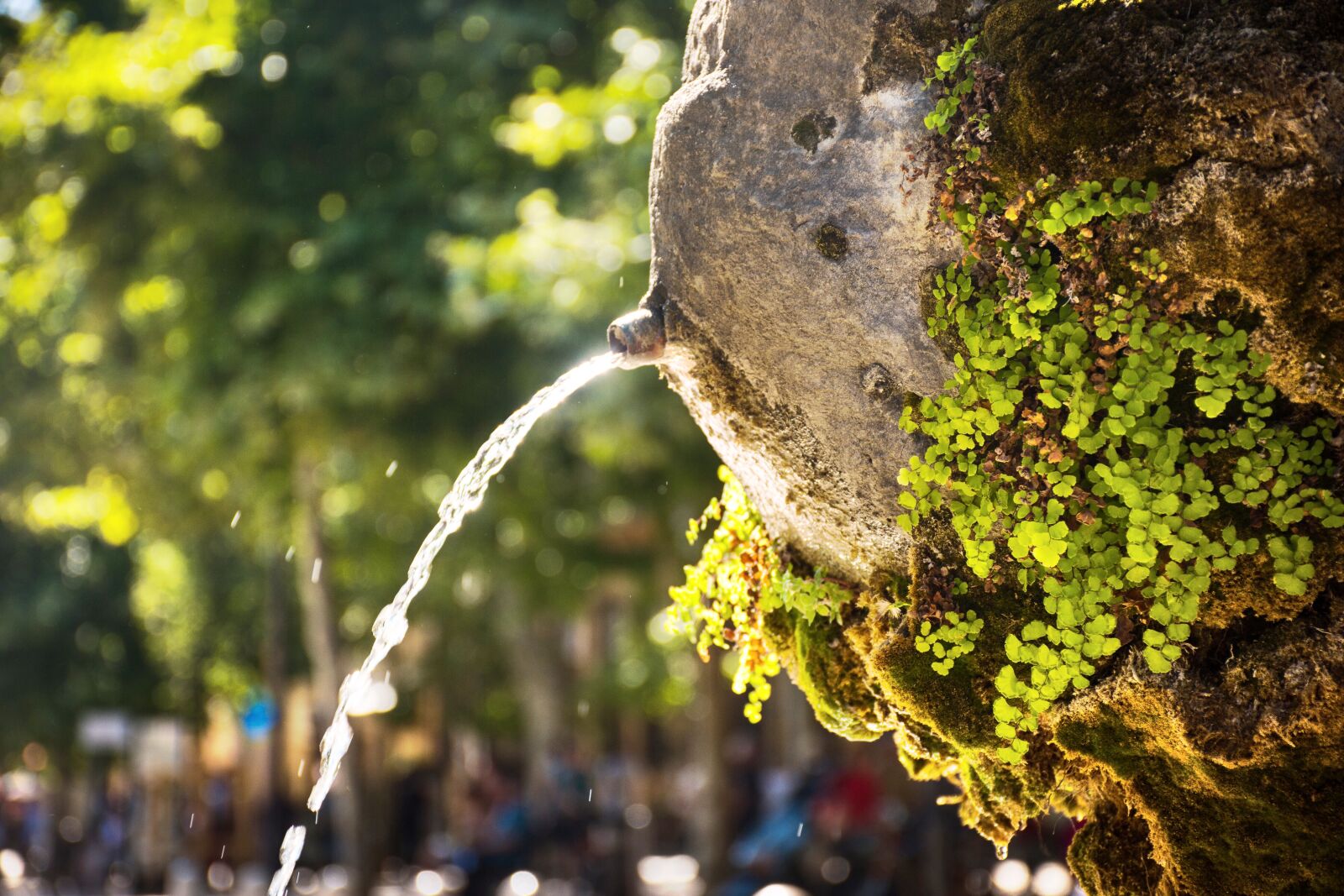 Nikon D5600 sample photo. Water fountain, water spout photography