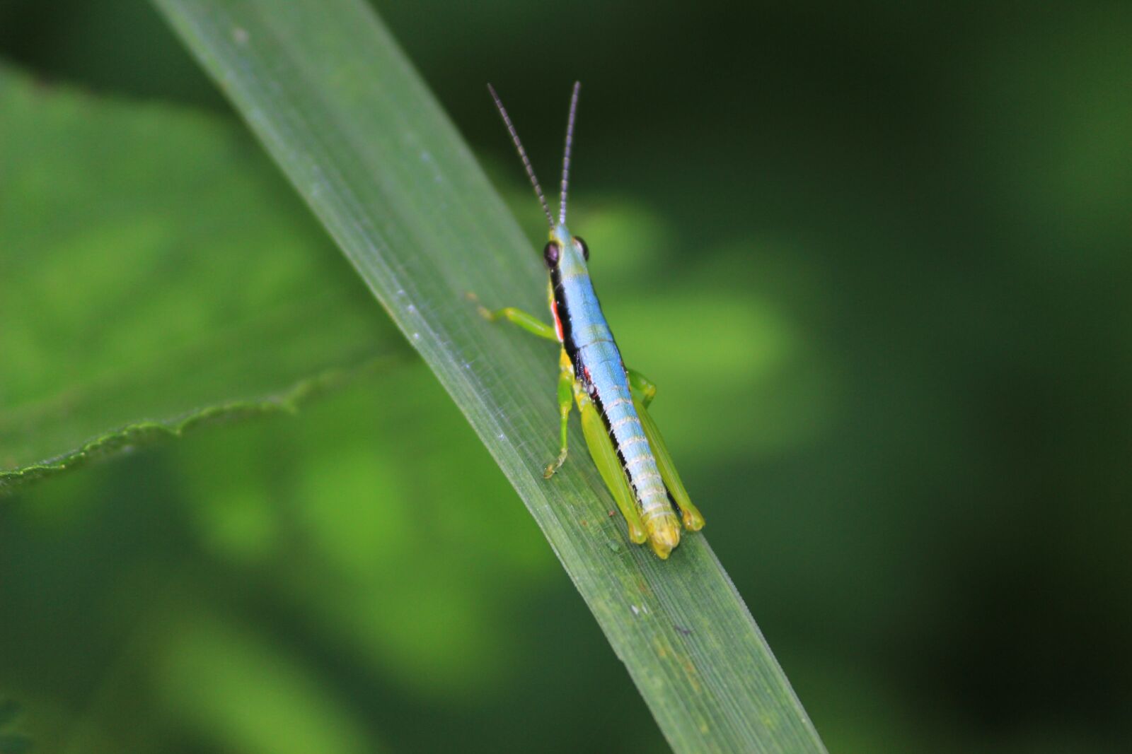 Canon EOS 600D (Rebel EOS T3i / EOS Kiss X5) sample photo. Bug, forest, plant photography
