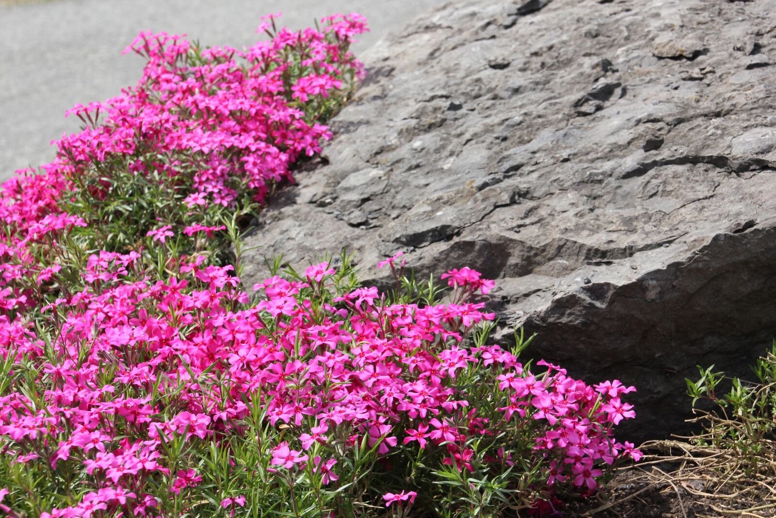 Canon EOS 550D (EOS Rebel T2i / EOS Kiss X4) sample photo. Rock, pink flowers, flower photography