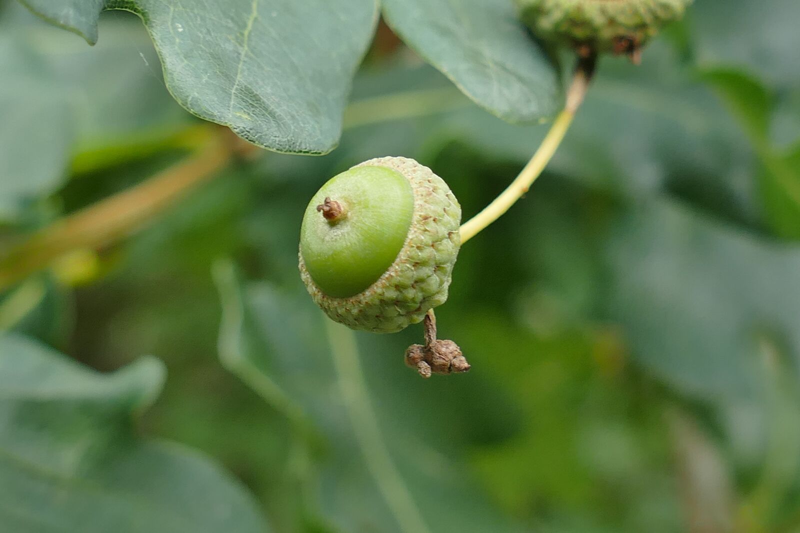 Panasonic Lumix DMC-FZ1000 sample photo. Sessile oak, fruit, young photography