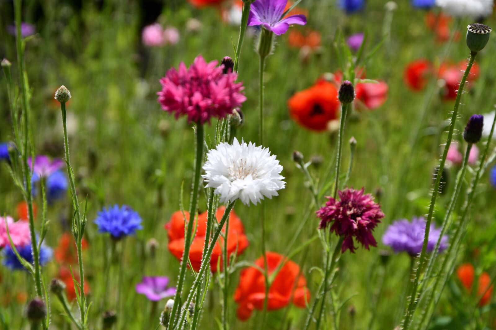 Nikon D7500 sample photo. Summer, natural, flowers photography
