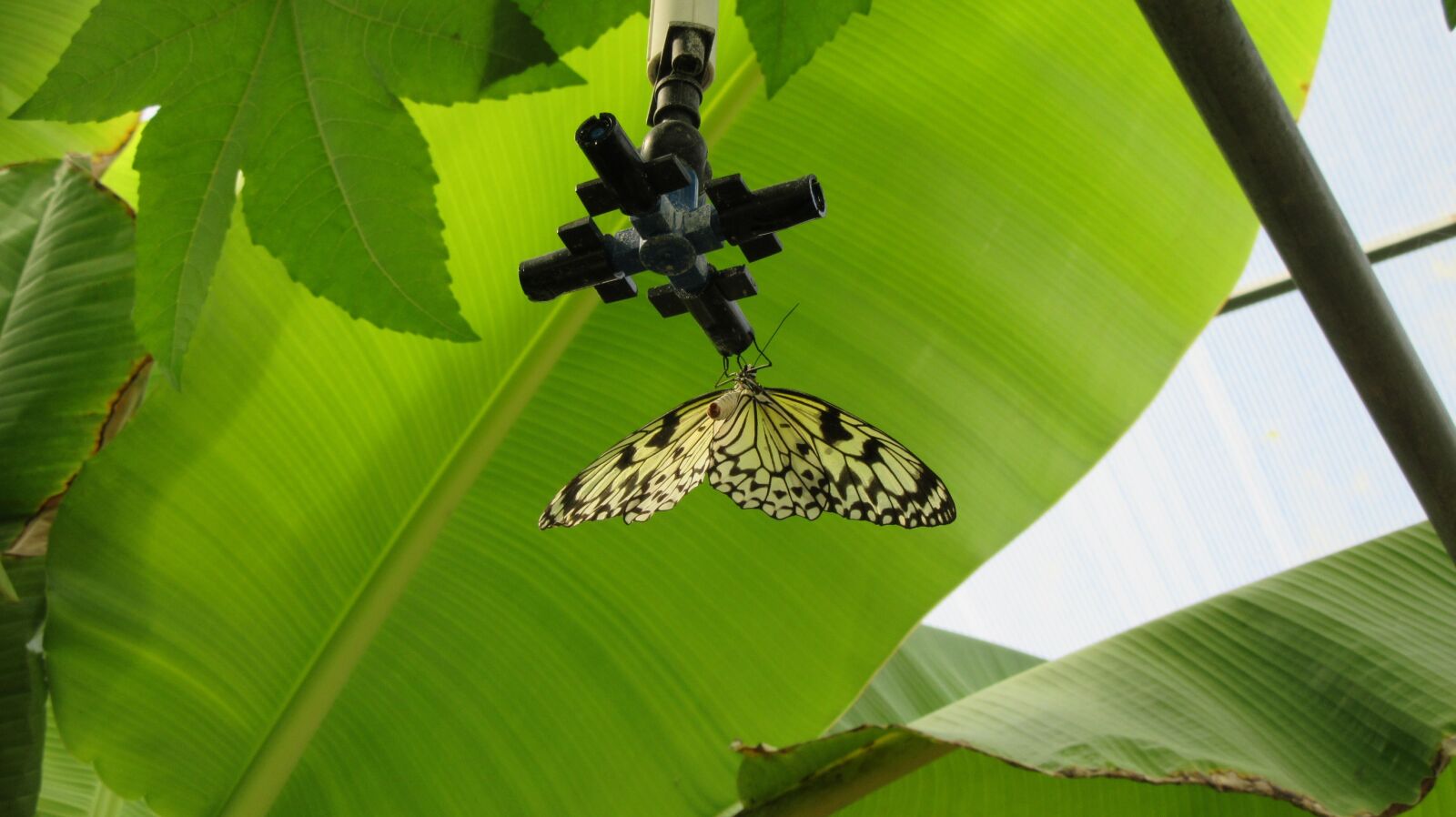 Canon PowerShot SX610 HS sample photo. Provence, velleron, butterfly photography
