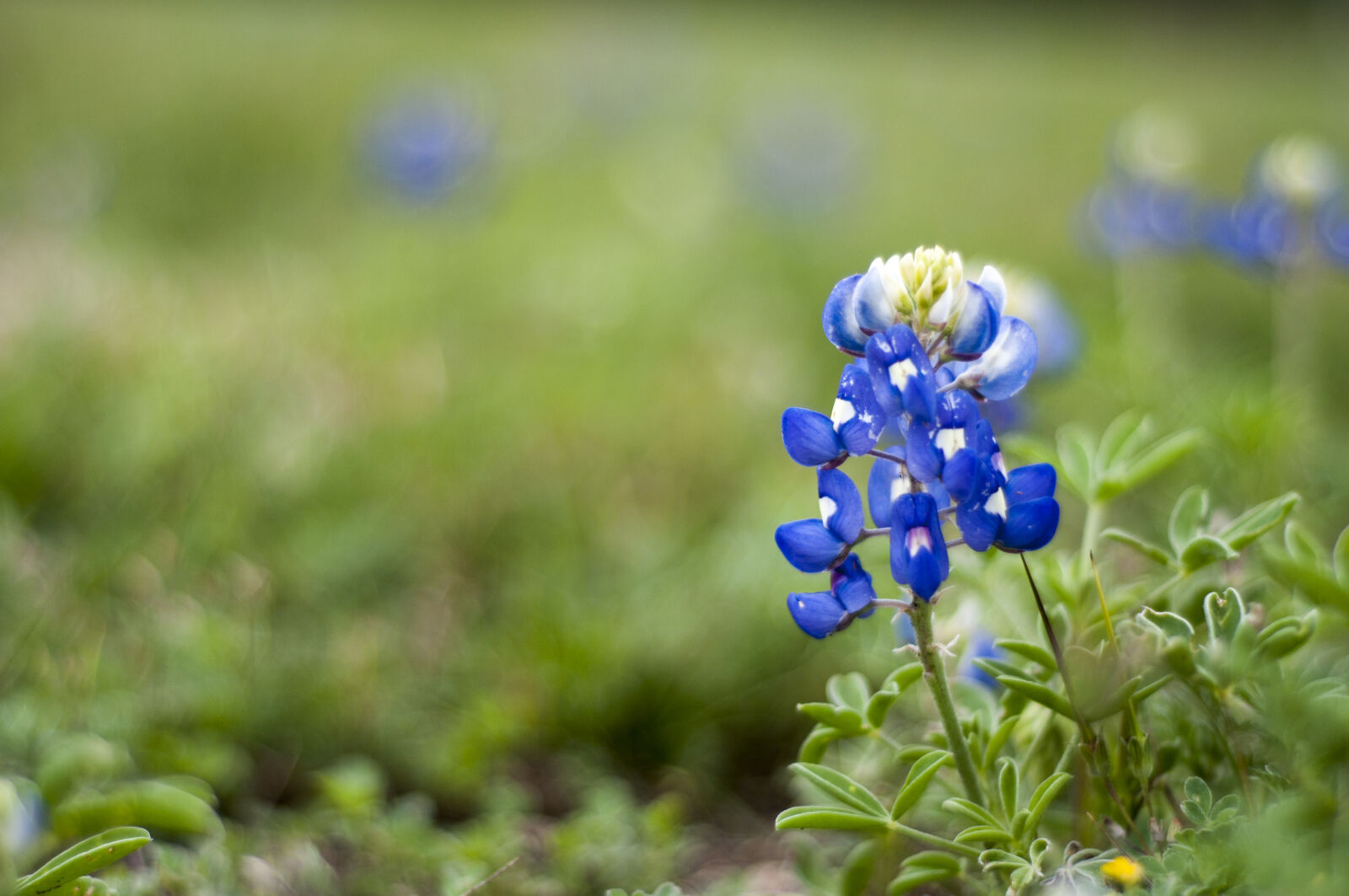 Nikon AF Nikkor 50mm F1.8D sample photo. Bloom, blooms, blue, blue photography