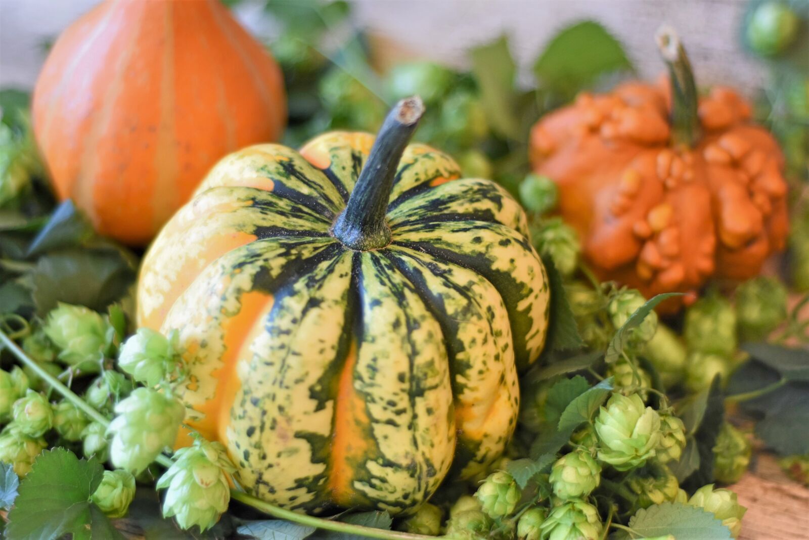 Nikon D7200 sample photo. Pumpkins, ornamental pumpkin, colorful photography