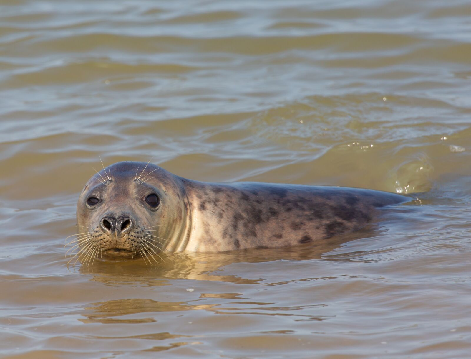 Canon EOS 5D Mark III sample photo. Harbor seal, seal, animal photography