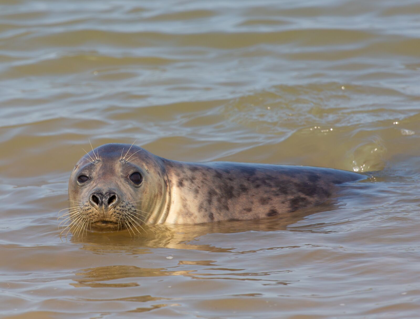 Canon EOS 5D Mark III + Canon EF 100-400mm F4.5-5.6L IS II USM sample photo. Harbor seal, seal, animal photography