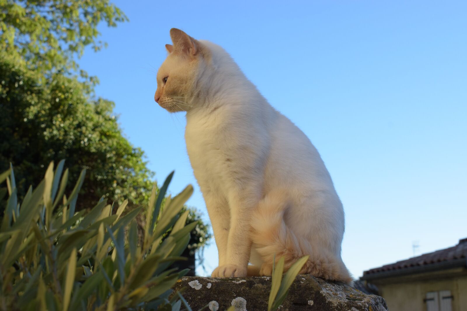 Nikon D5300 sample photo. Cat, white, animals photography