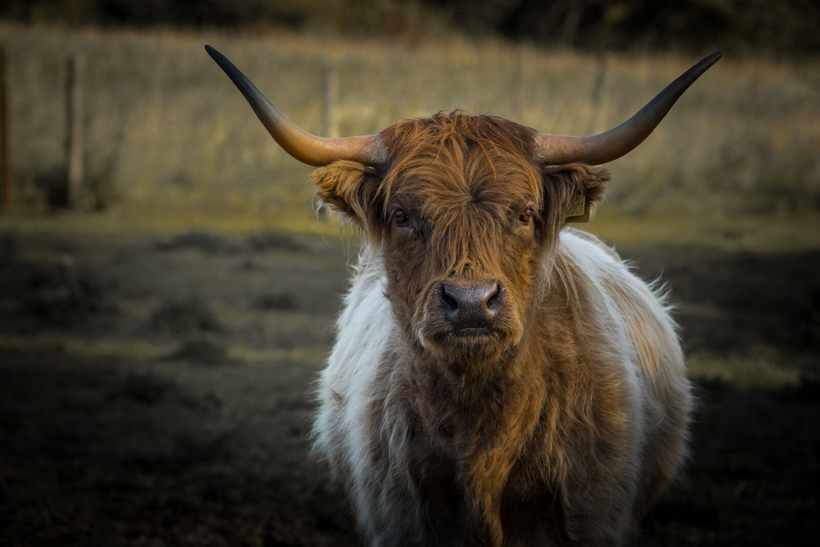 Canon EF 70-200mm F2.8L IS II USM sample photo. Animal, farming, autumn, bull photography