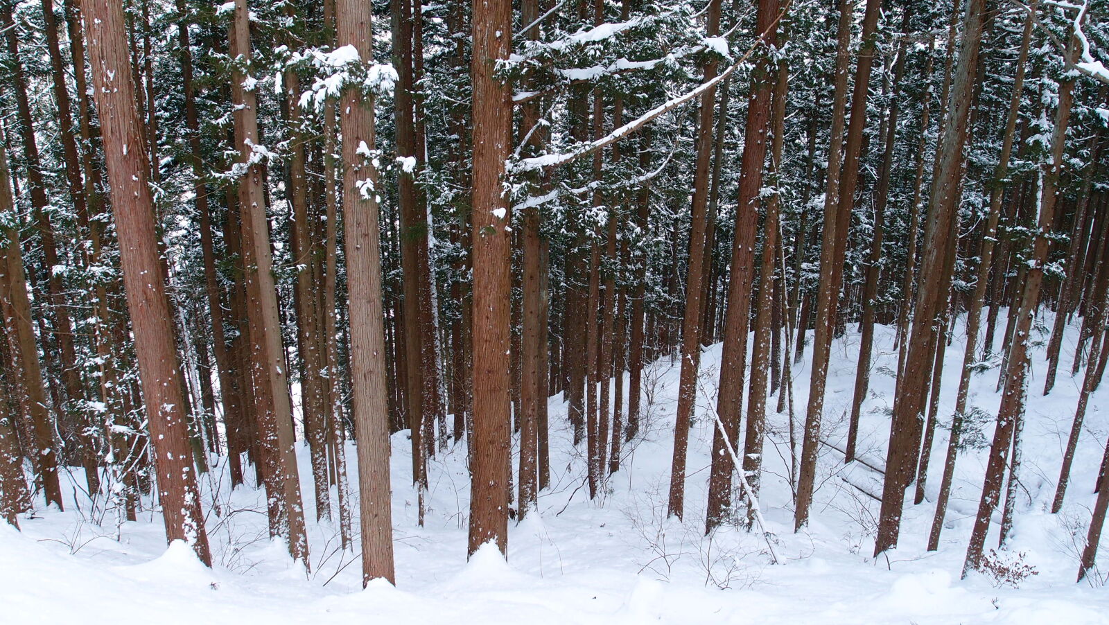 Olympus XZ-1 sample photo. Forest, snow, trees, winter photography