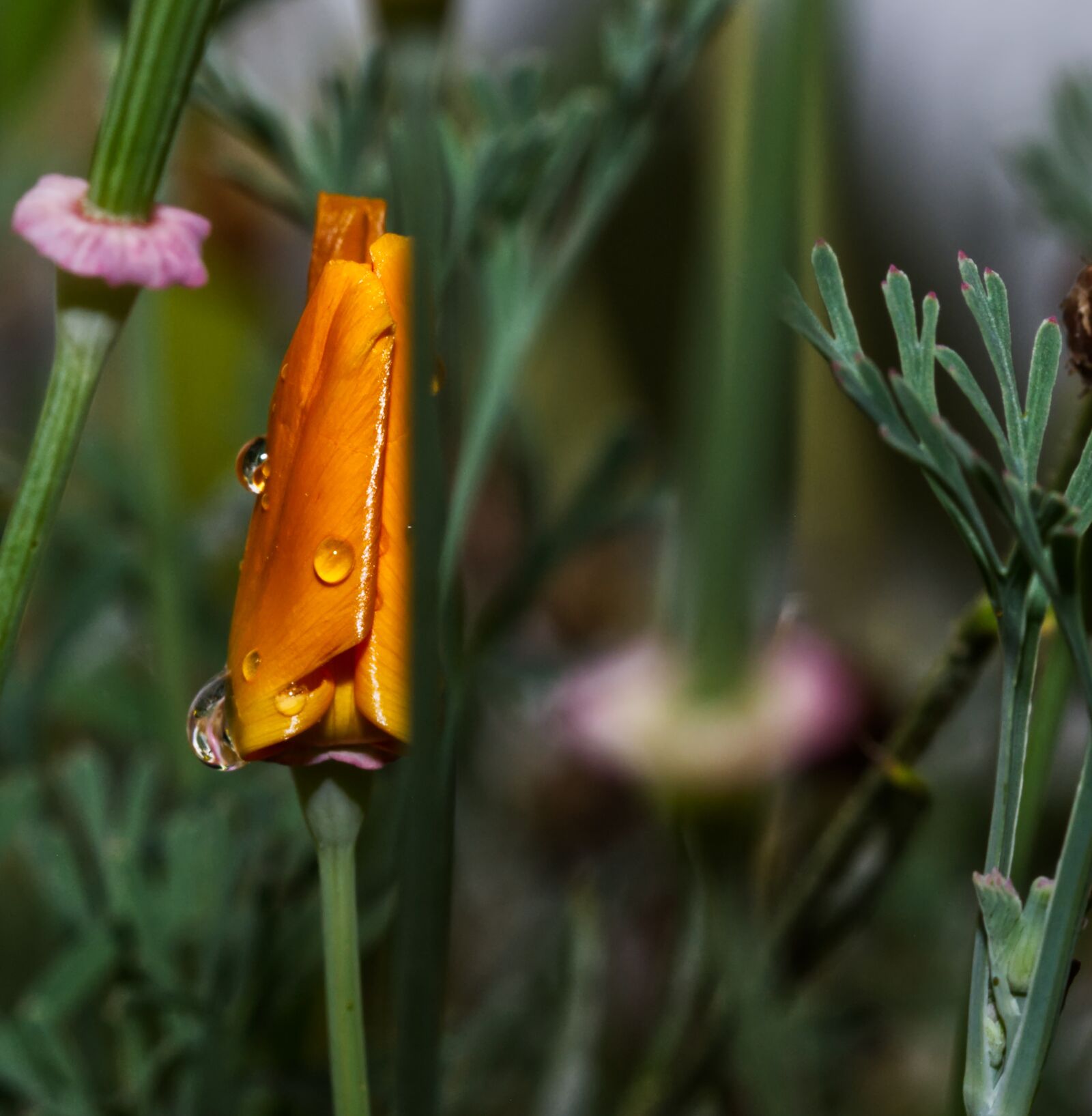 Nikon D5500 sample photo. Flower, blossom, bloom photography