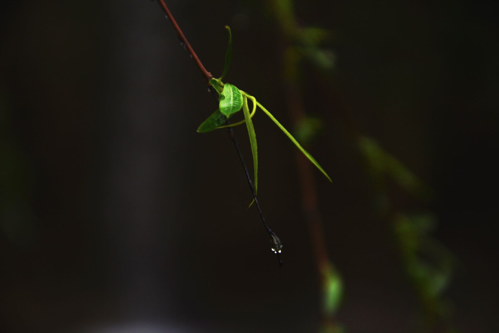Nikon D5200 sample photo. Dragon rock, rain, the photography