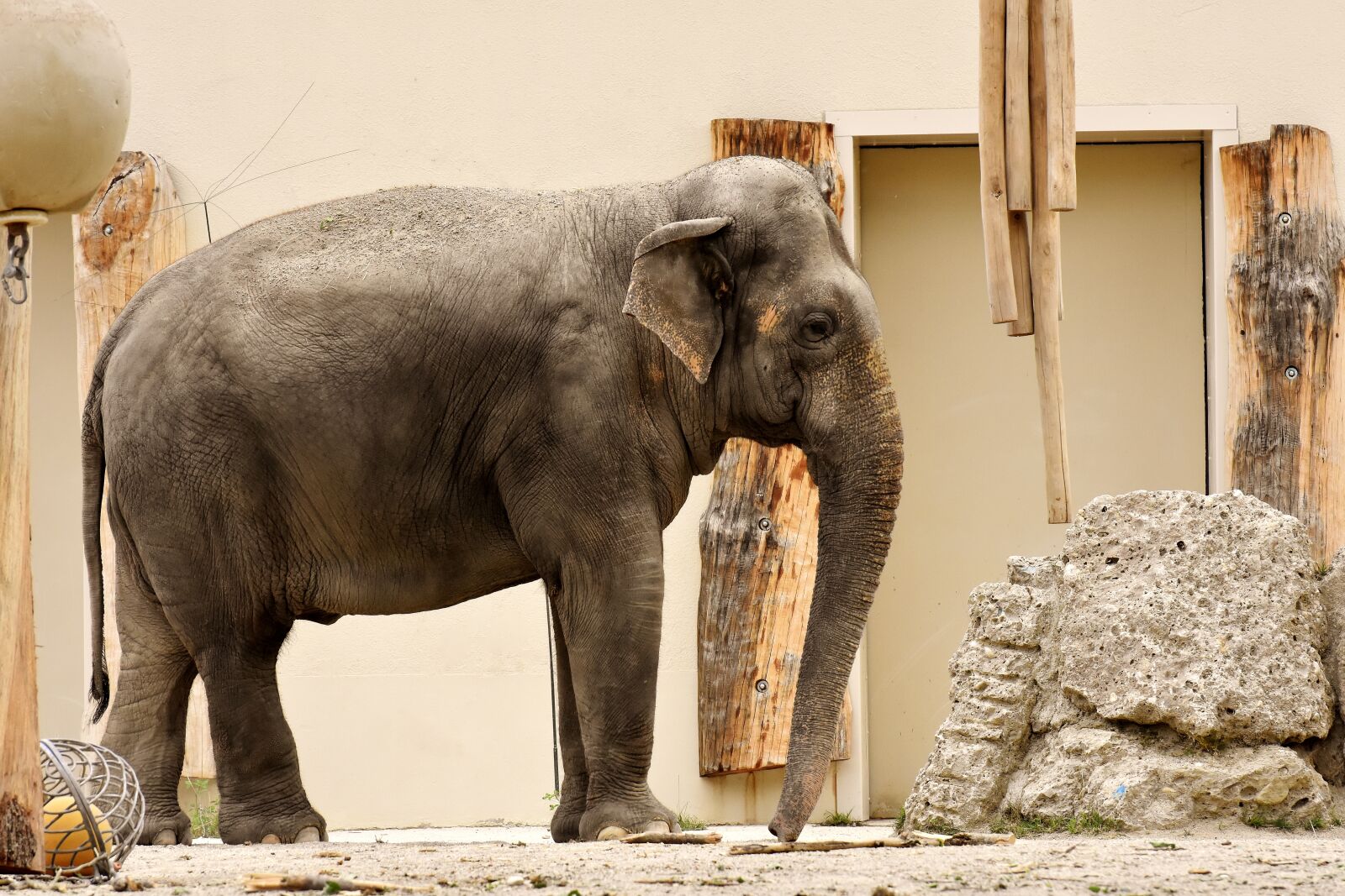 Nikon D7200 sample photo. Elephant, proboscis, pachyderm photography