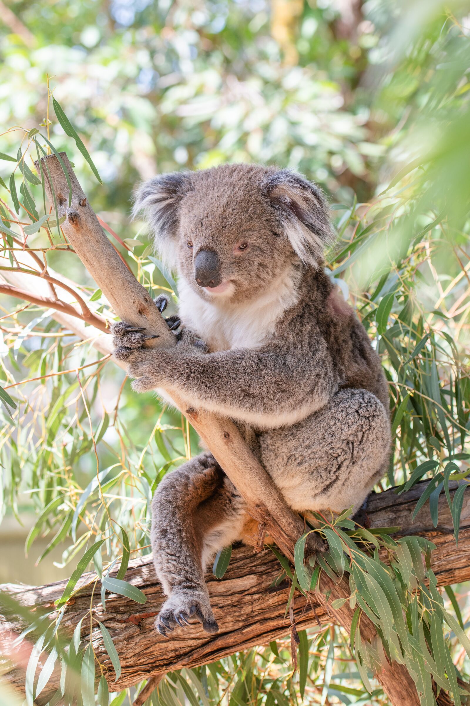 Nikon D850 sample photo. Koala, marsupial, herbivore photography