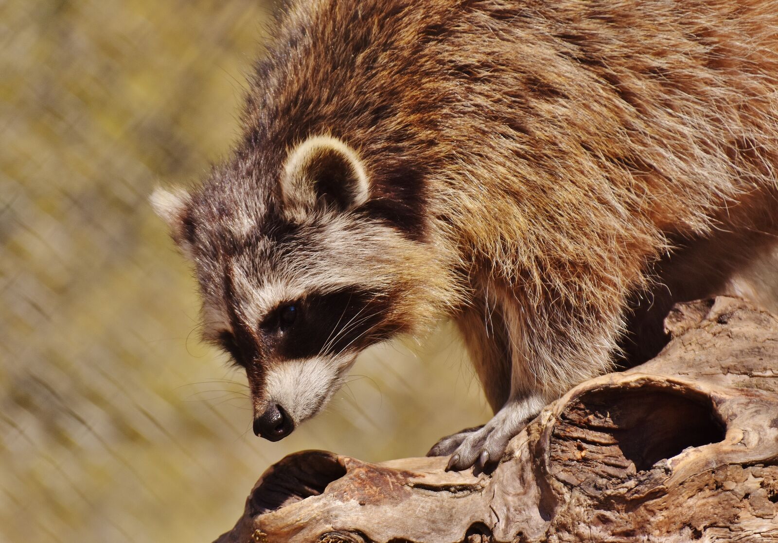 Nikon D7200 sample photo. Raccoon, wild animal, furry photography