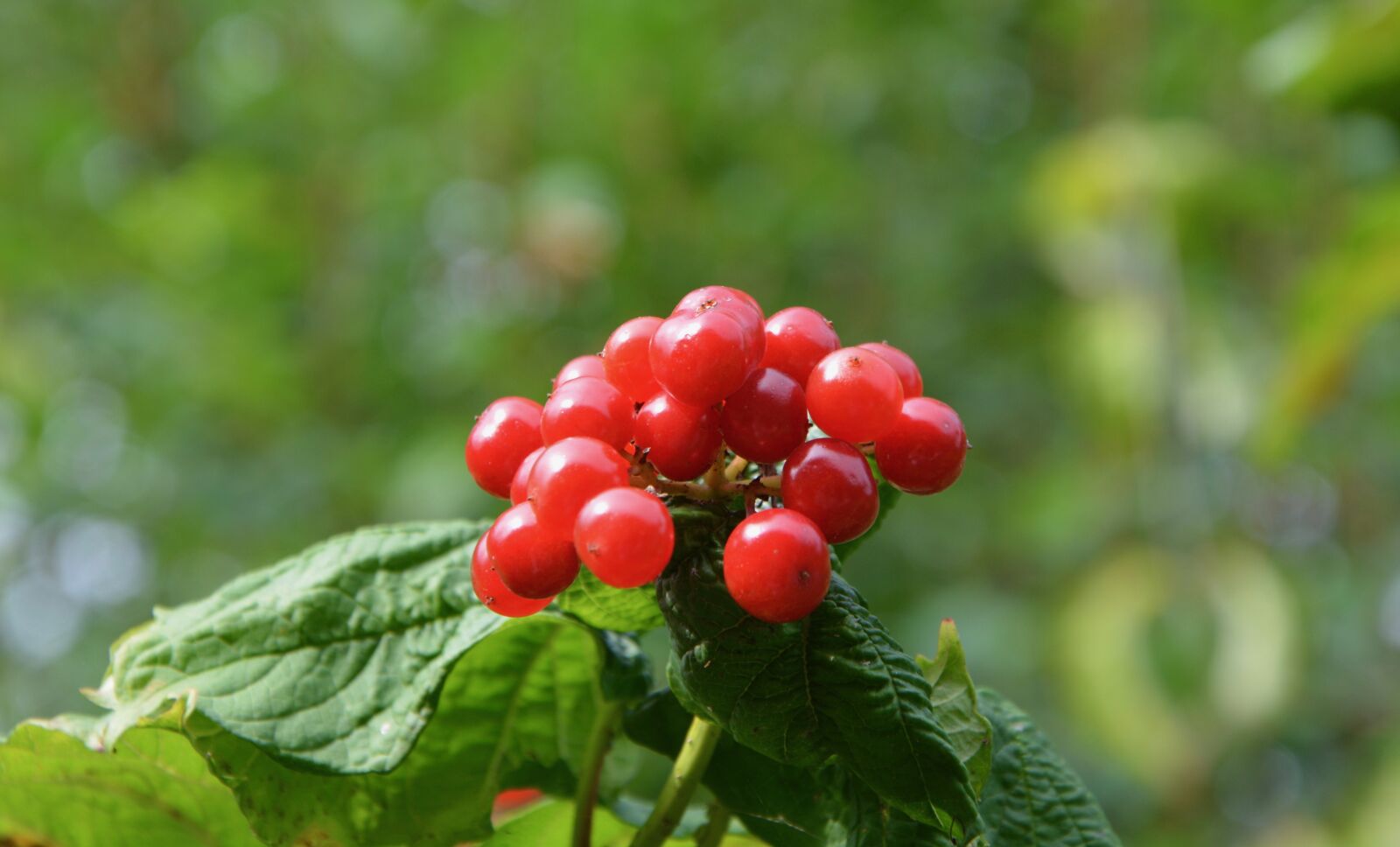 Nikon D5200 sample photo. Berries not edible, red photography