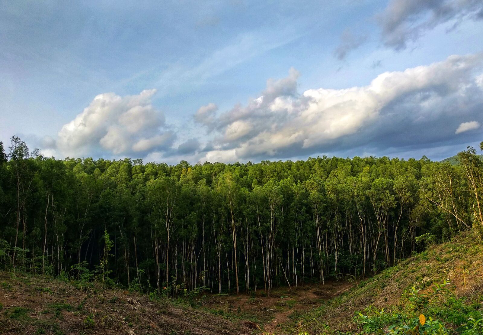 Xiaomi Mi A1 sample photo. Environment, forest, green photography