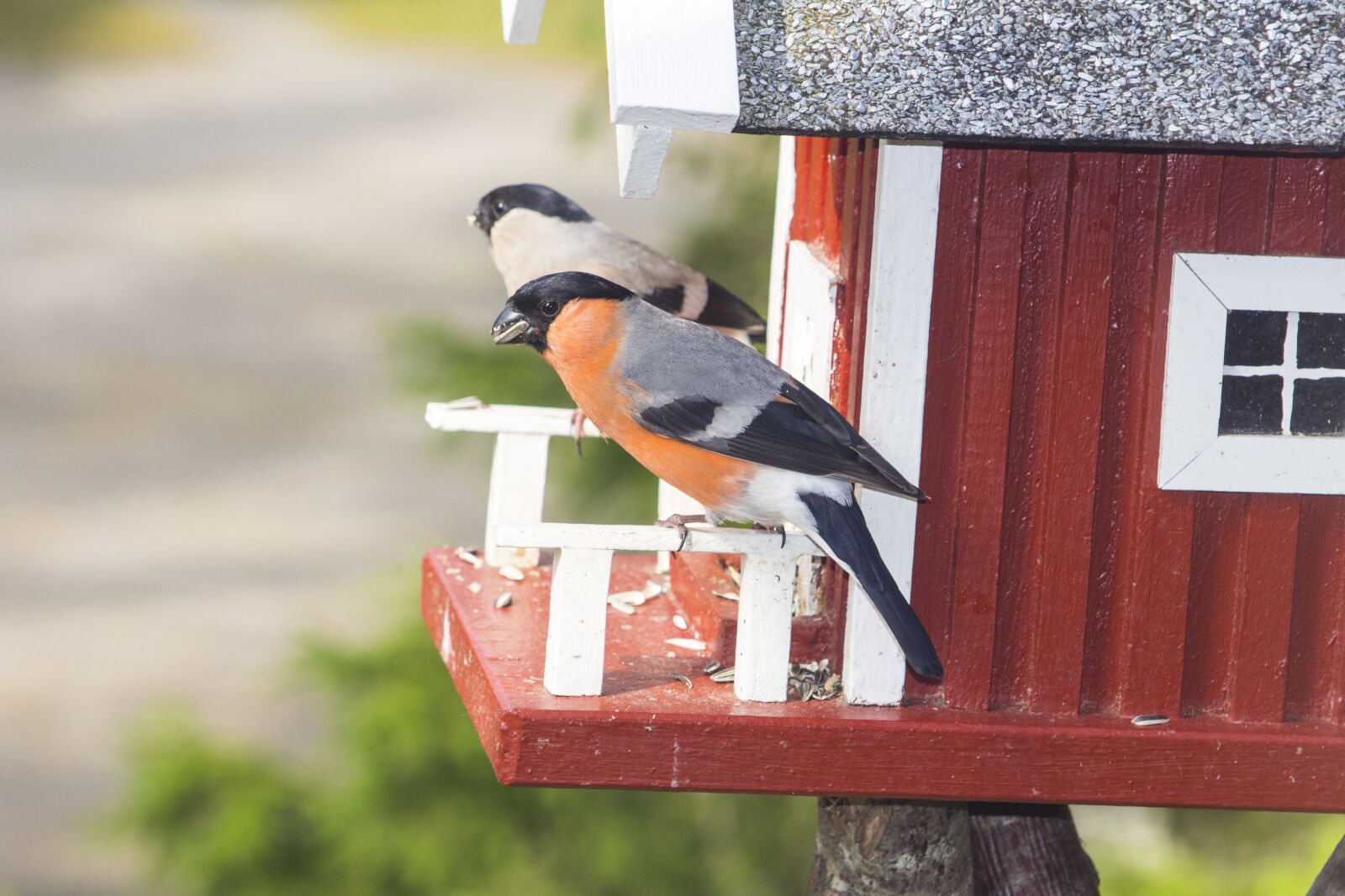 Canon EF 55-200mm F4.5-5.6 II USM sample photo. Birds, bird, foraging photography