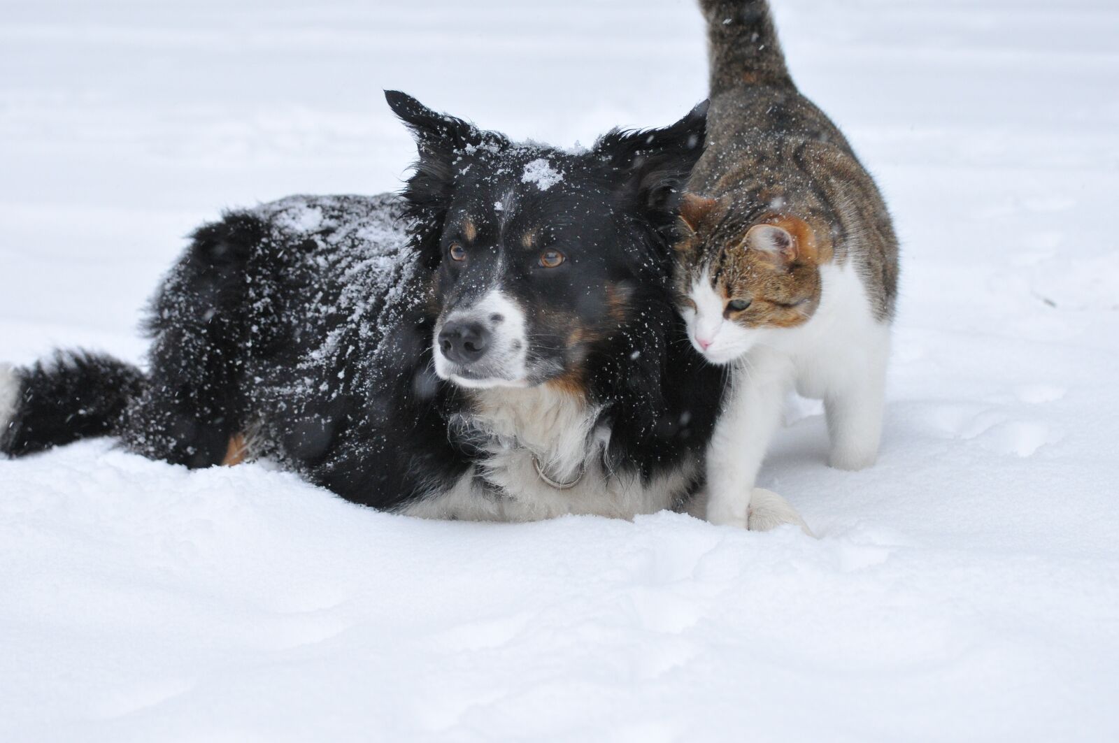 Nikon D300 sample photo. Dog, cat, snow photography