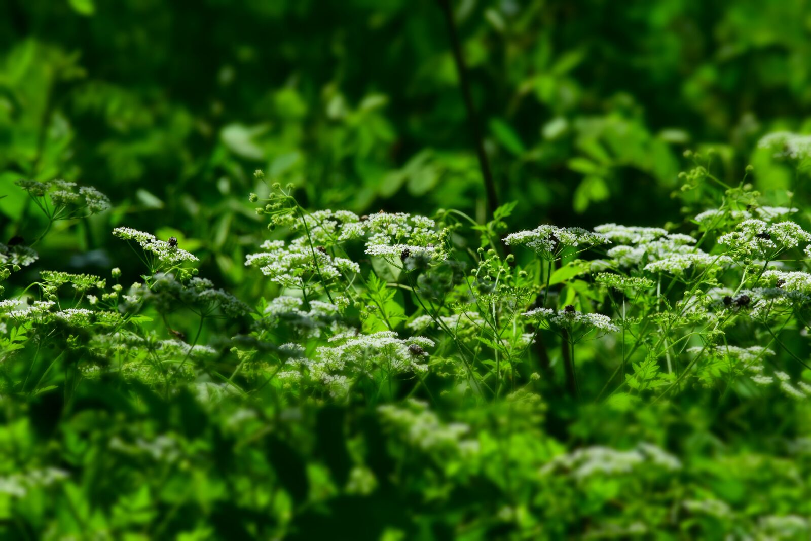 Nikon D3300 sample photo. Nature, green, plant photography