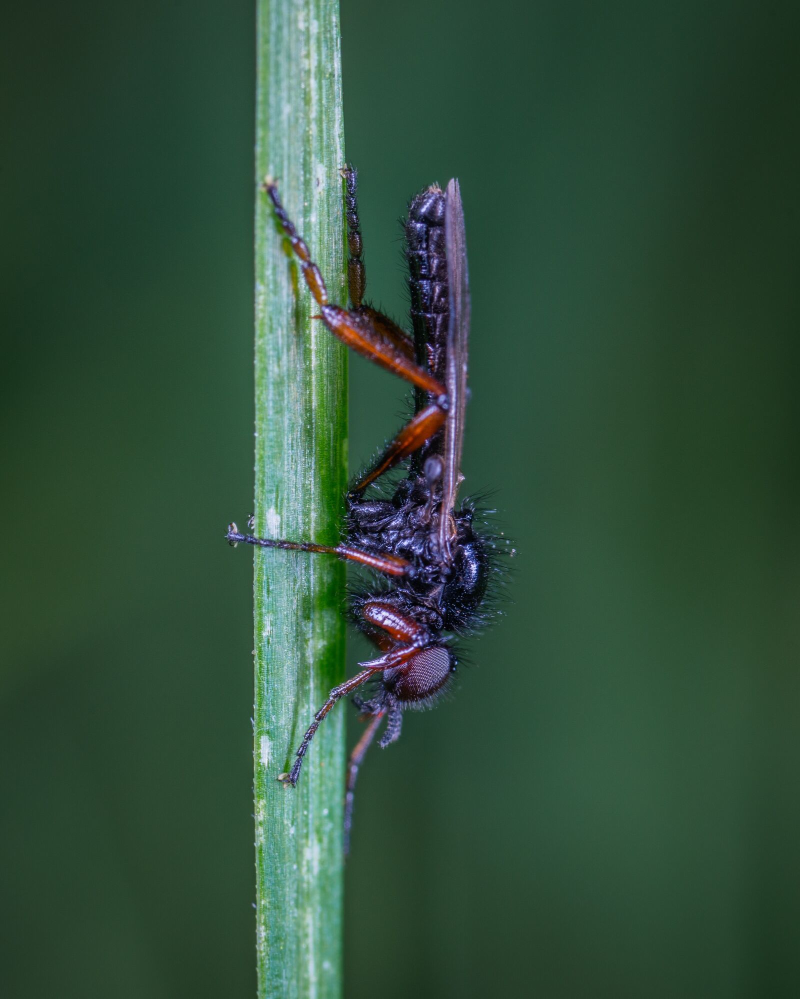 #124 65/2.8 sample photo. Insect, macro, fly photography