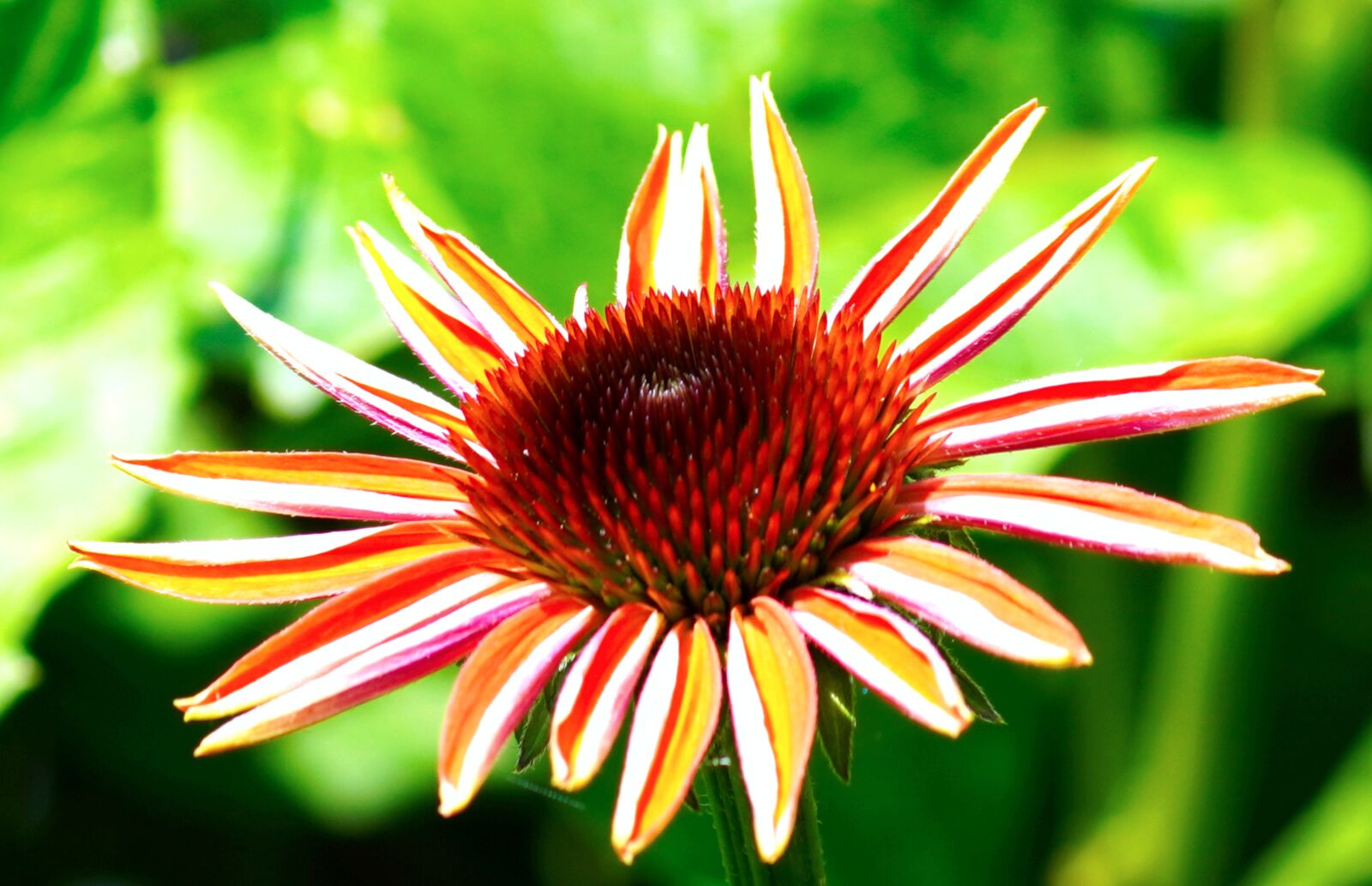 Sony a6400 sample photo. Echinacea, flower, coneflower photography