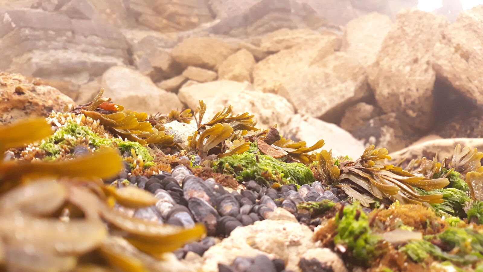 Samsung Galaxy J5 Pro sample photo. Shellfish, seaweed, ocean photography