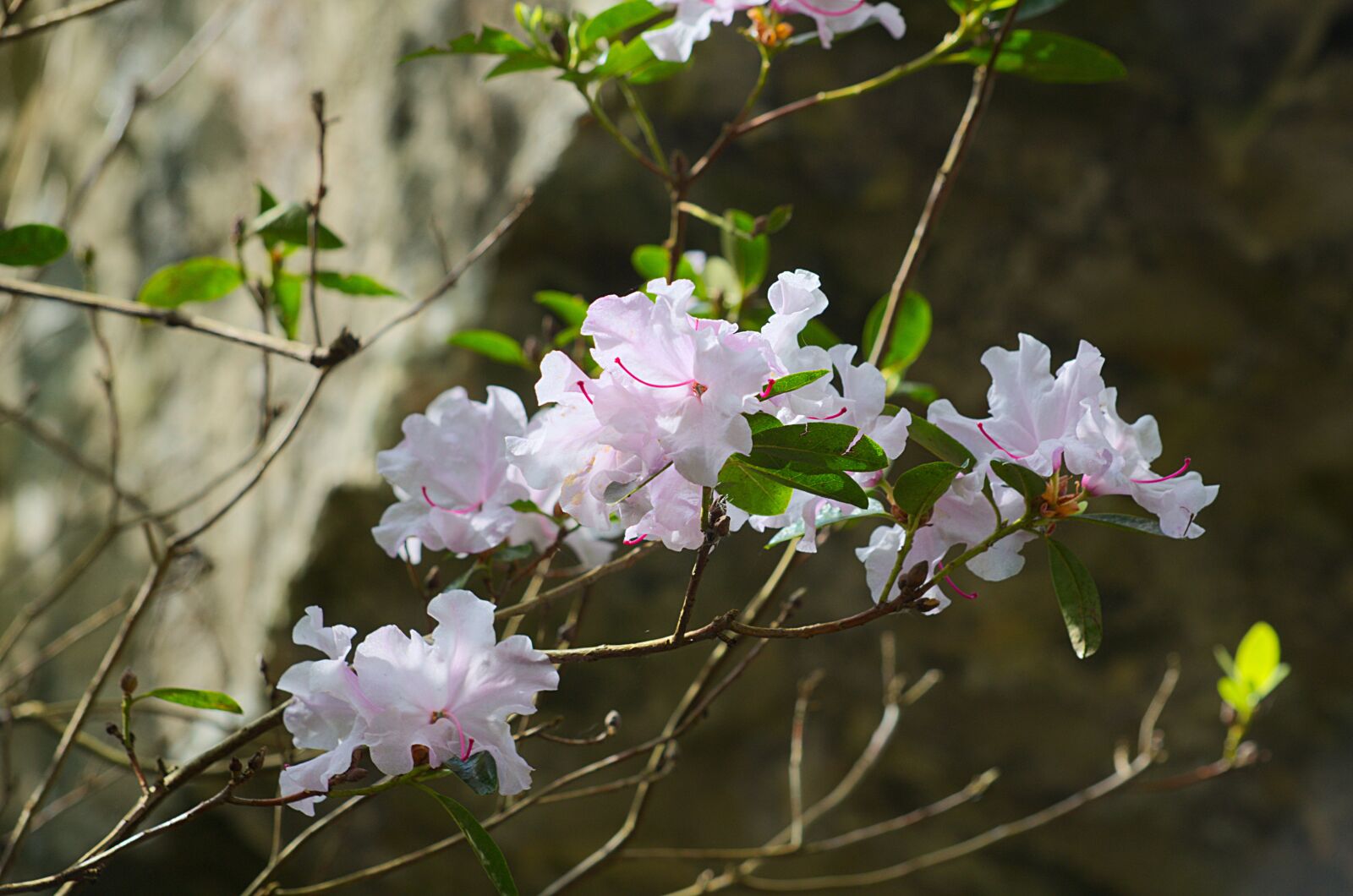 Nikon D5100 sample photo. White flowers, flora, b photography