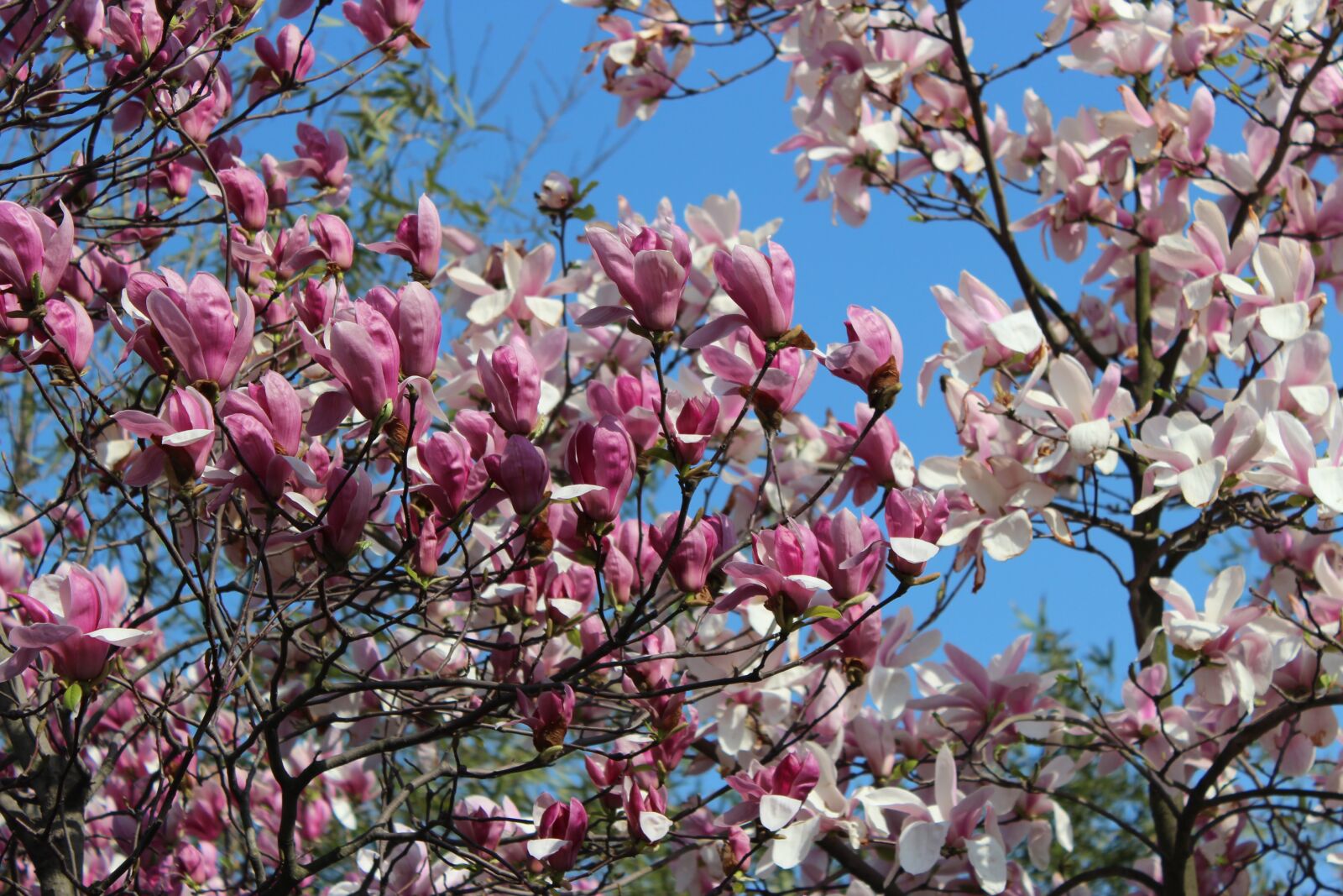 Canon EOS 600D (Rebel EOS T3i / EOS Kiss X5) sample photo. Blue sky, flower, tree photography