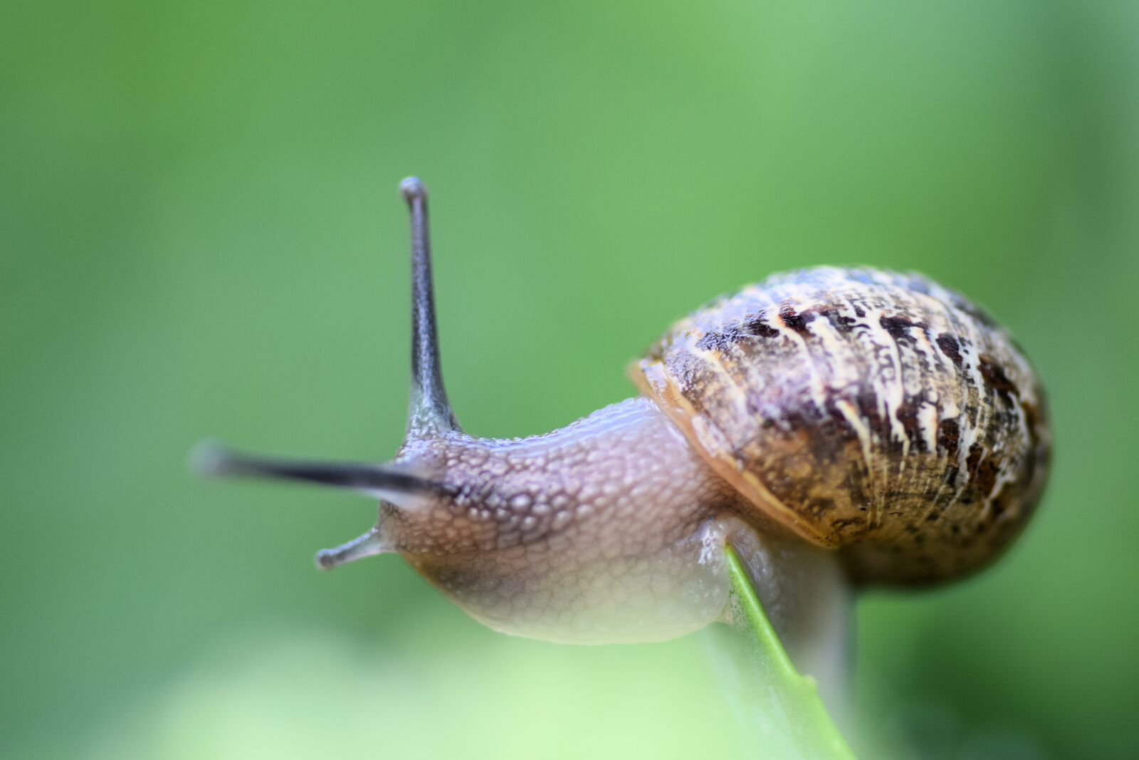 Nikon D5300 sample photo. Snail, green, garden photography