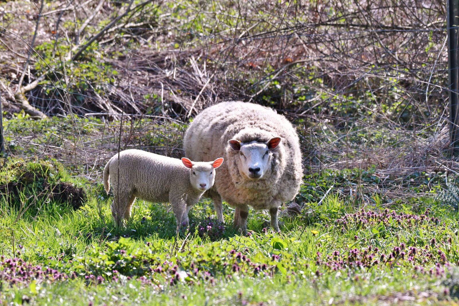 Nikon D500 sample photo. Sheep, lamb, spring photography
