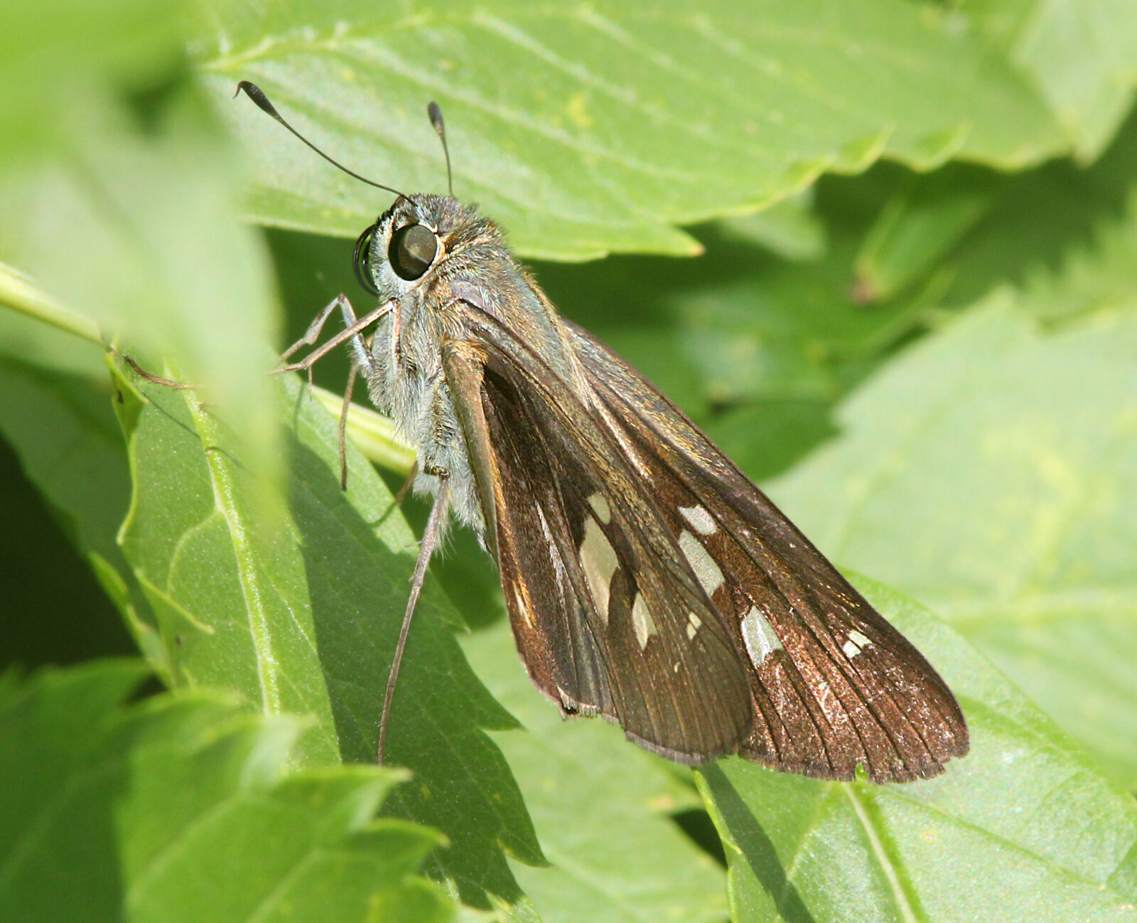 Canon EF 300mm F4L IS USM sample photo
