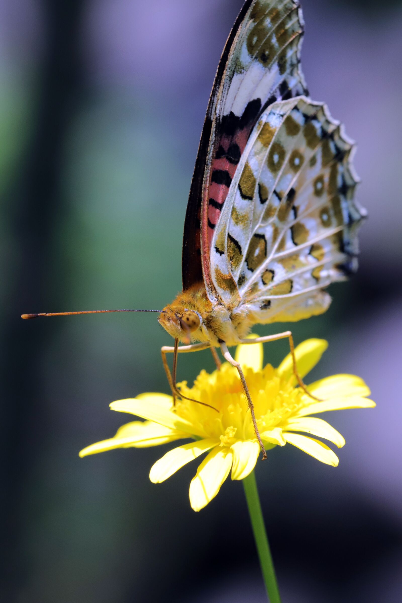 Canon EOS 6D Mark II sample photo. Butterfly, insects, nature photography