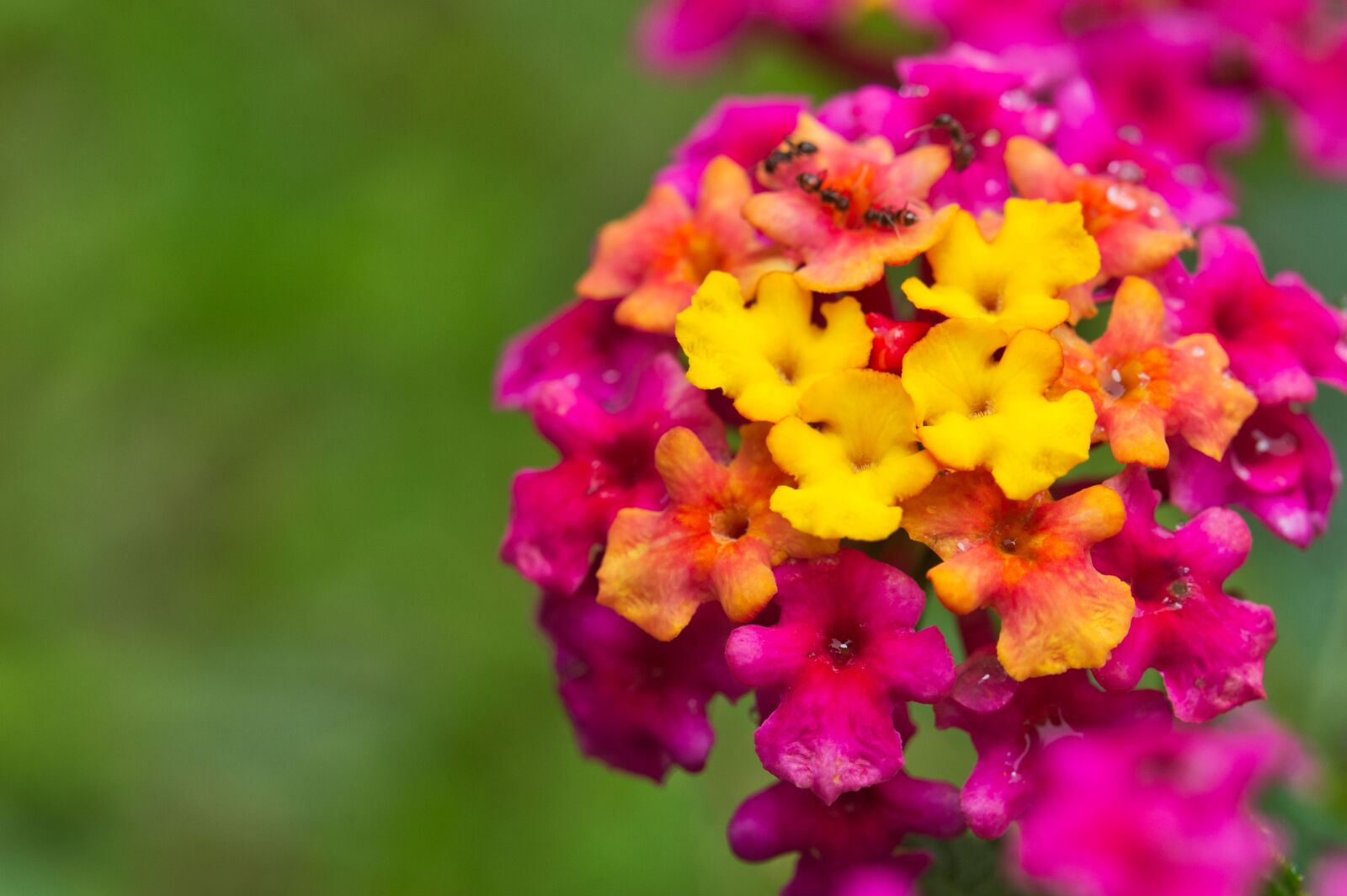Nikon D3200 sample photo. Flowers, petals, close up photography