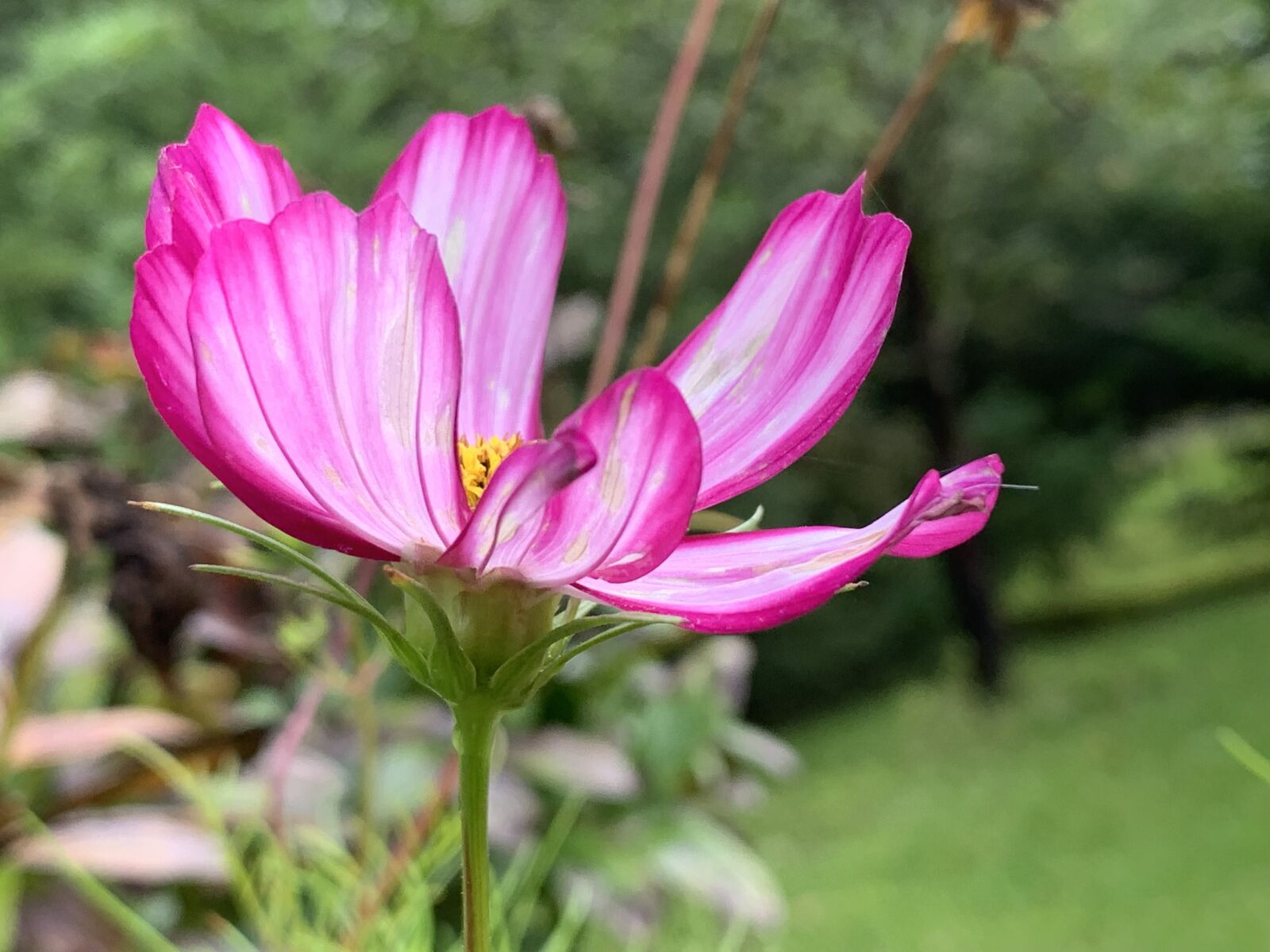 Apple iPhone XS sample photo. Cosmos, flower, bloom photography