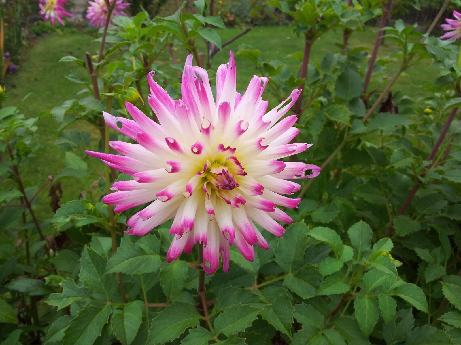 Samsung Galaxy S2 sample photo. Flower, plant, nature photography