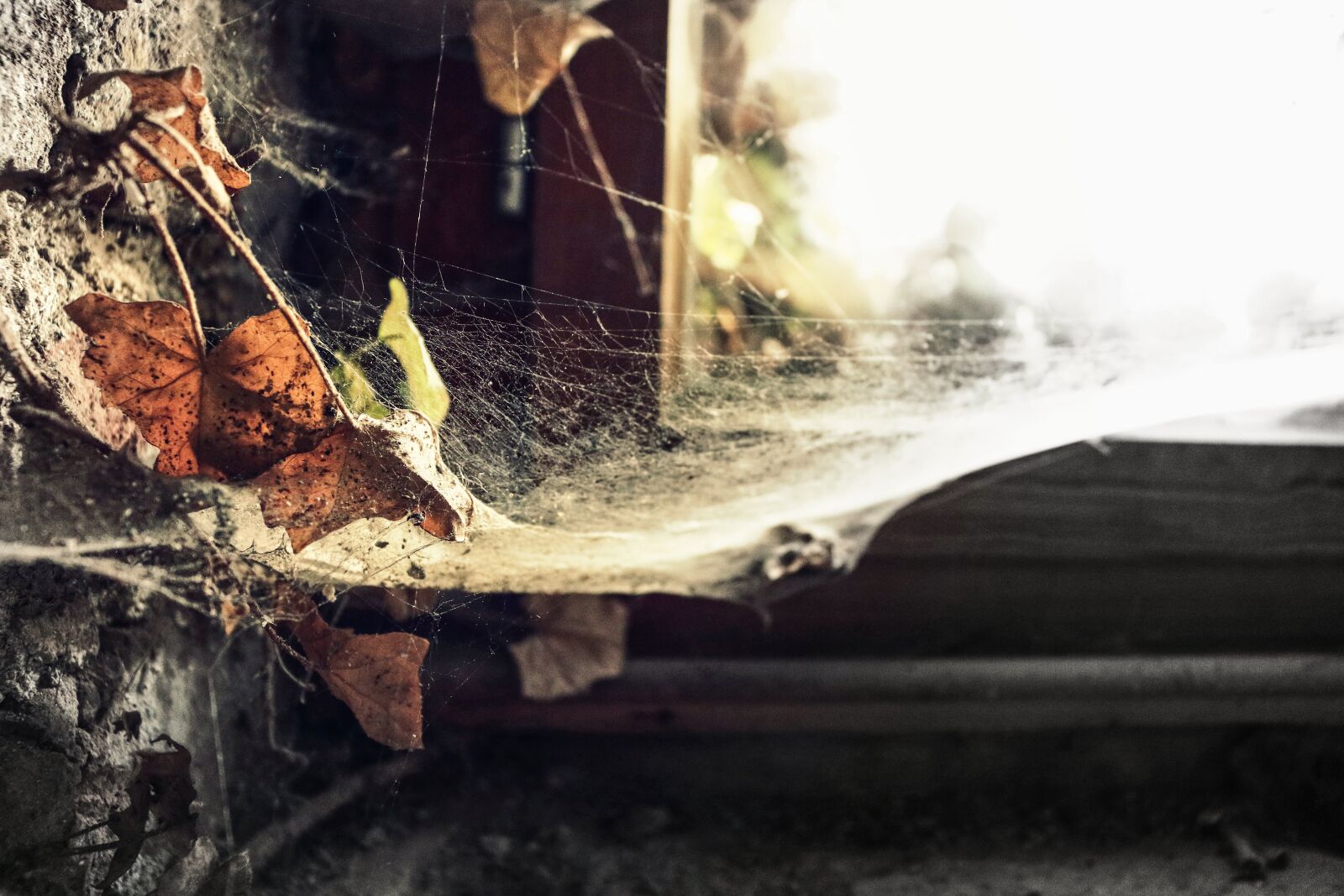 Canon EOS 70D sample photo. Autumn, cobweb, leaves photography